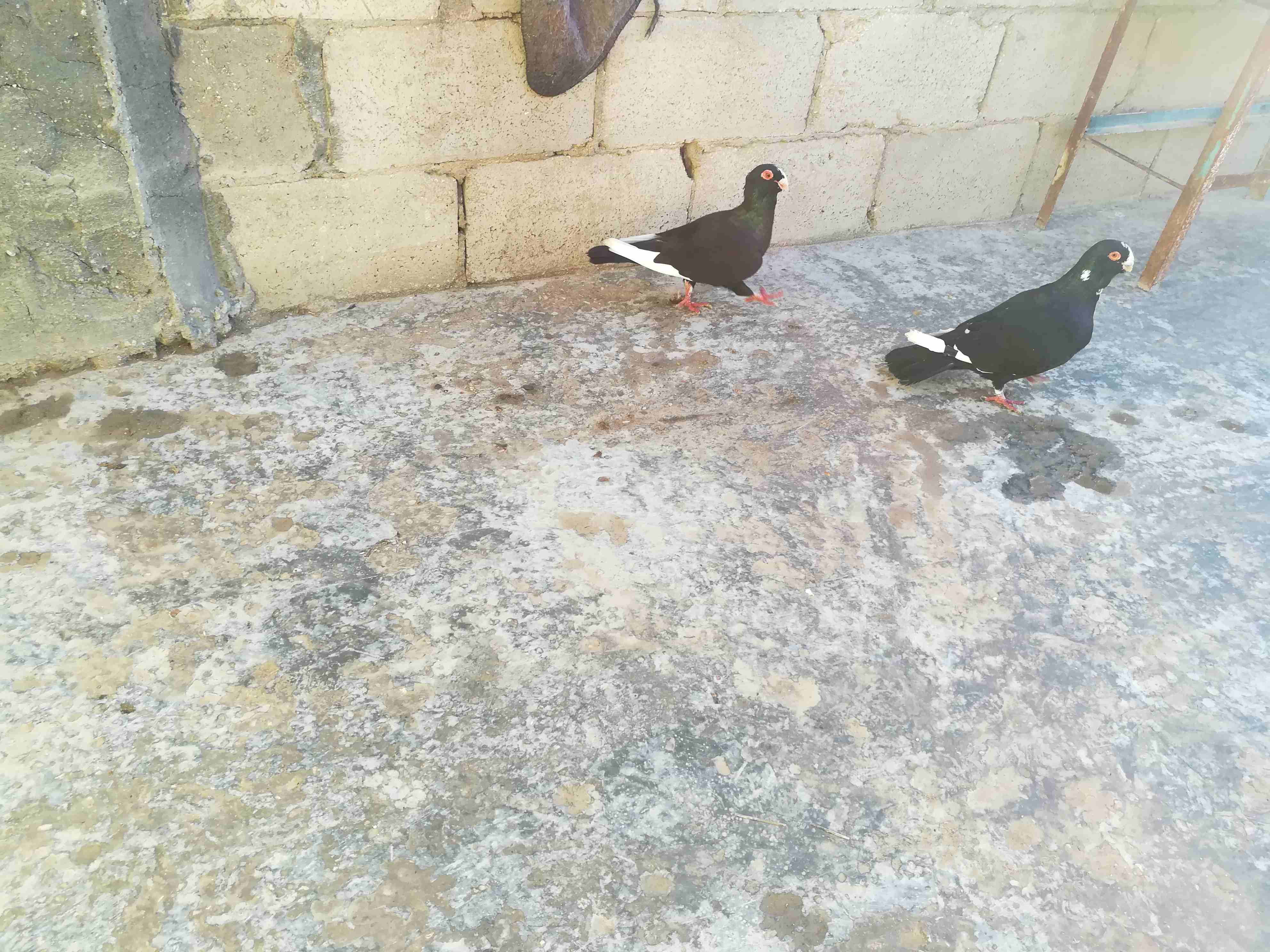 ابو عمر جرش                                            


	 				لا تنسَ أنك شاهدت هذا الإعلان في عنكبوت            
	 				
                            جوز مسودات                        

	 				ر...