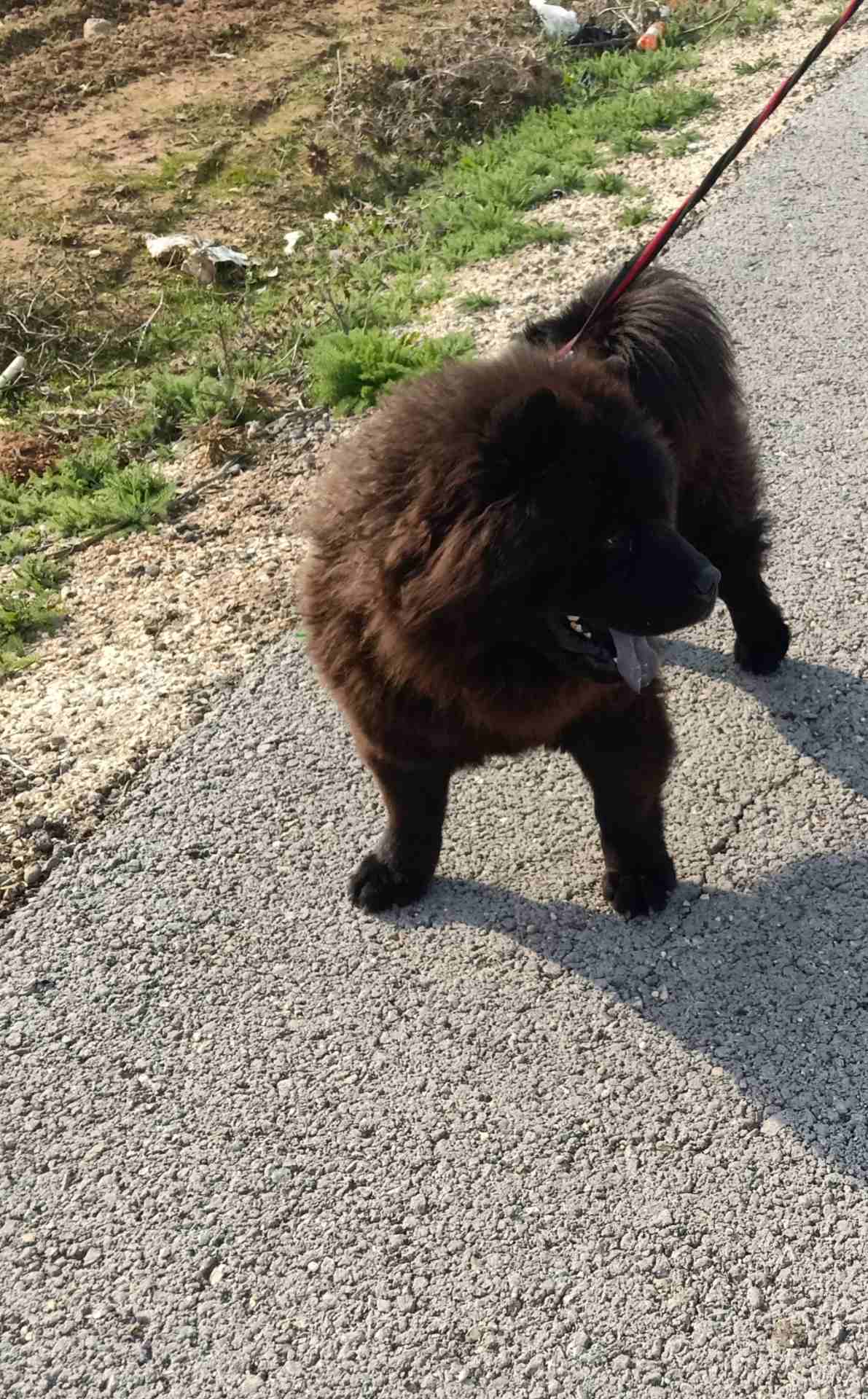 تشاو تشاو (chow chow)
لا تنسَ أنك شاهدت هذا الإعلان في عنكبوت
بسم الله الرحمن الرحيم(بسعر مغري)!!...