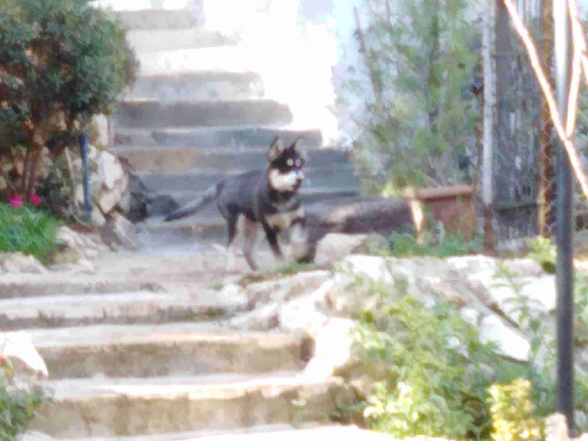 Siberian Husky // هاسكي
لا تنسَ أنك شاهدت هذا الإعلان في عنكبوت
للجادين فقط
العمر: 4.5 شهر...