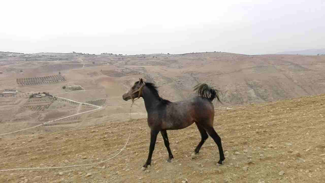 صويلح حي الكماليه
لا تنسَ أنك شاهدت هذا الإعلان في عنكبوت
مهره عربيه العمر سنه و 3شهور
الاستفسا...
