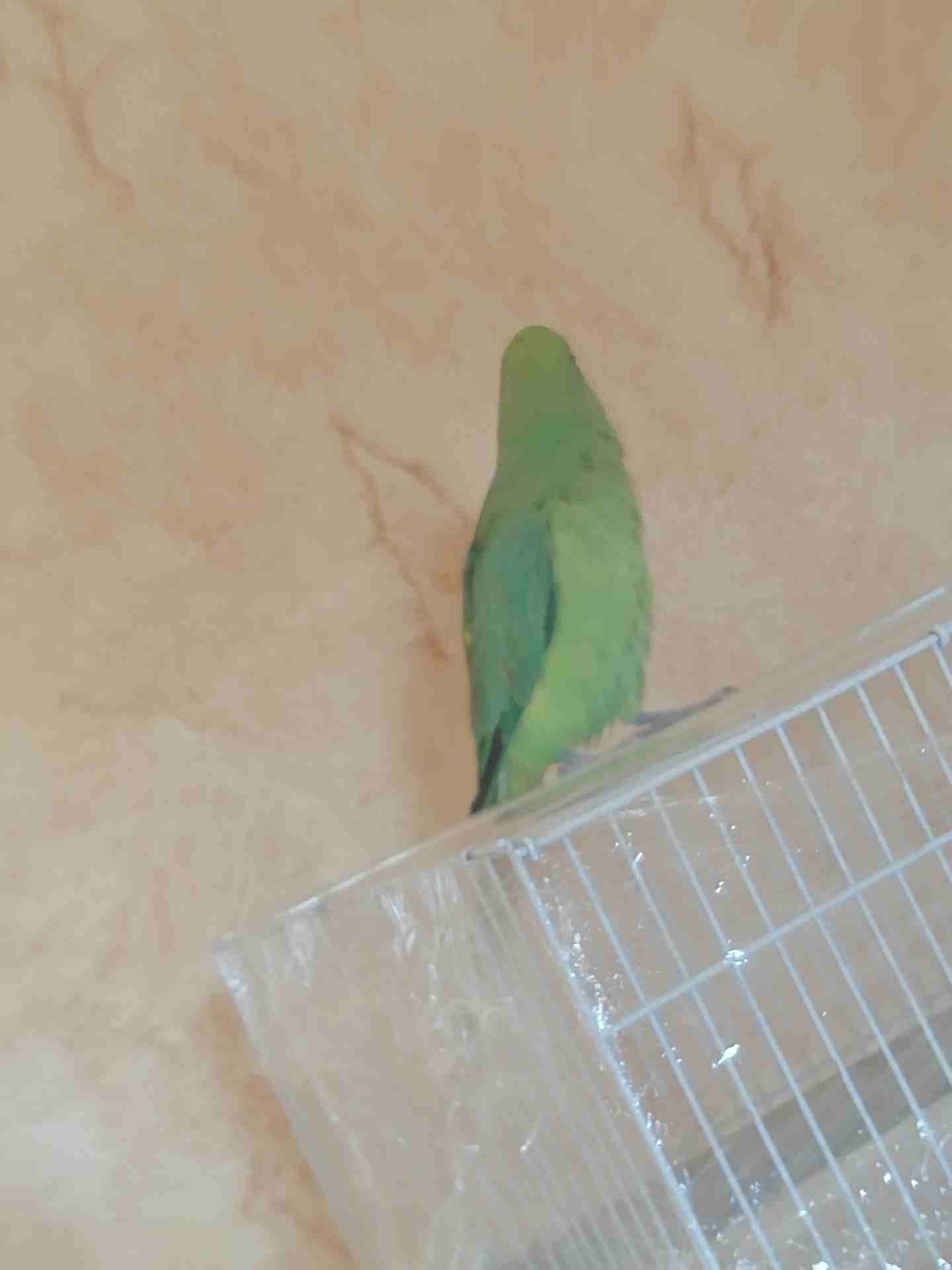 للبيع ببغاء دره
لا تنسَ أنك شاهدت هذا الإعلان في عنكبوت
للبيع ببغاء دره
الولافه نص ولافه فيه خوف...