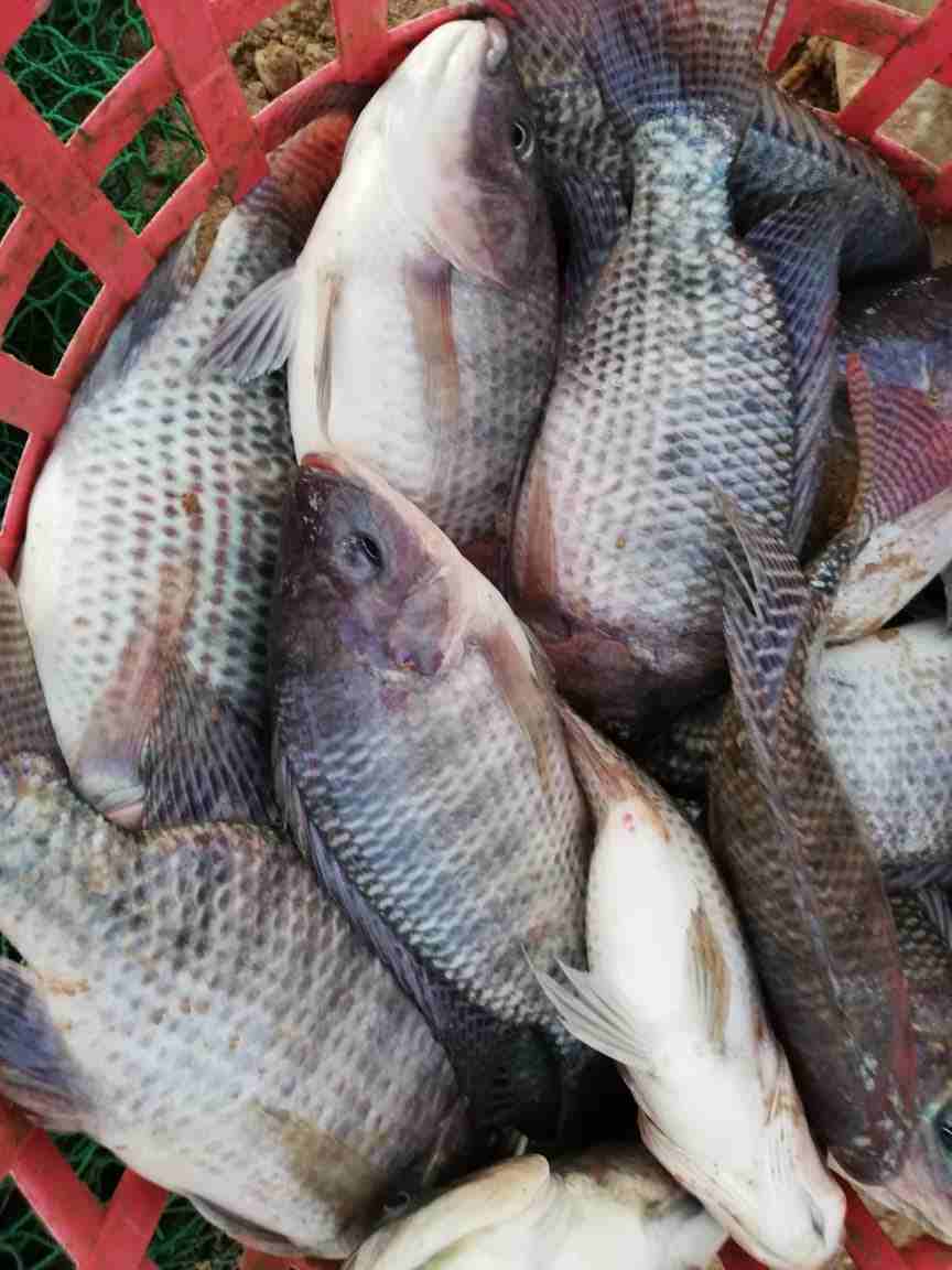 سمك حي يباع مباشرا داخل المزرعة مع وجود خدمة التنظيف مشط أوزان 400-600غم
لا تنسَ أنك شاهدت هذا الإعلان في عنكبوت...