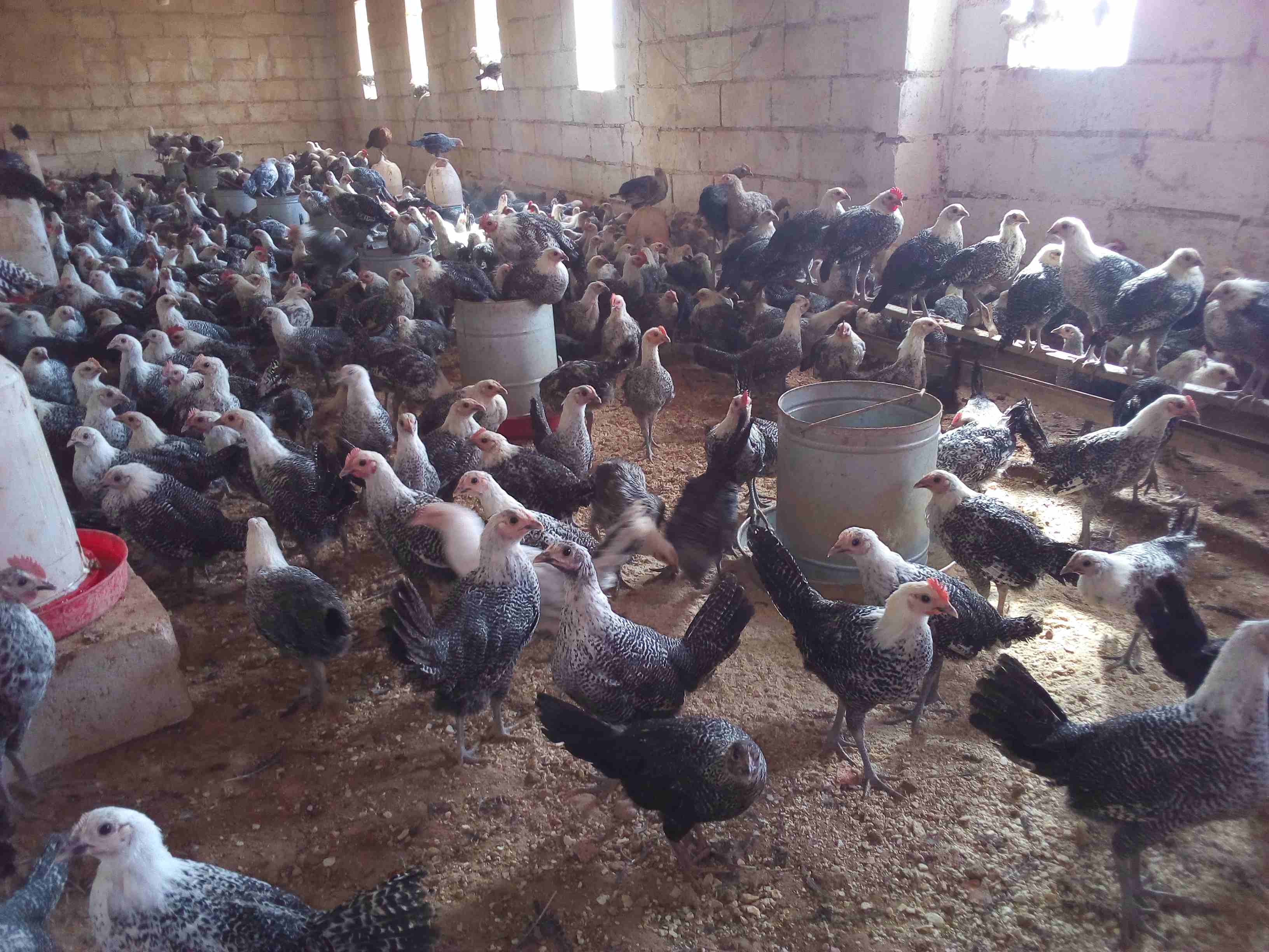 فراخ فيومي لقطه وصيده
لا تنسَ أنك شاهدت هذا الإعلان في عنكبوت
موجود 150 ديك و60 فرخه فيومي
الع...