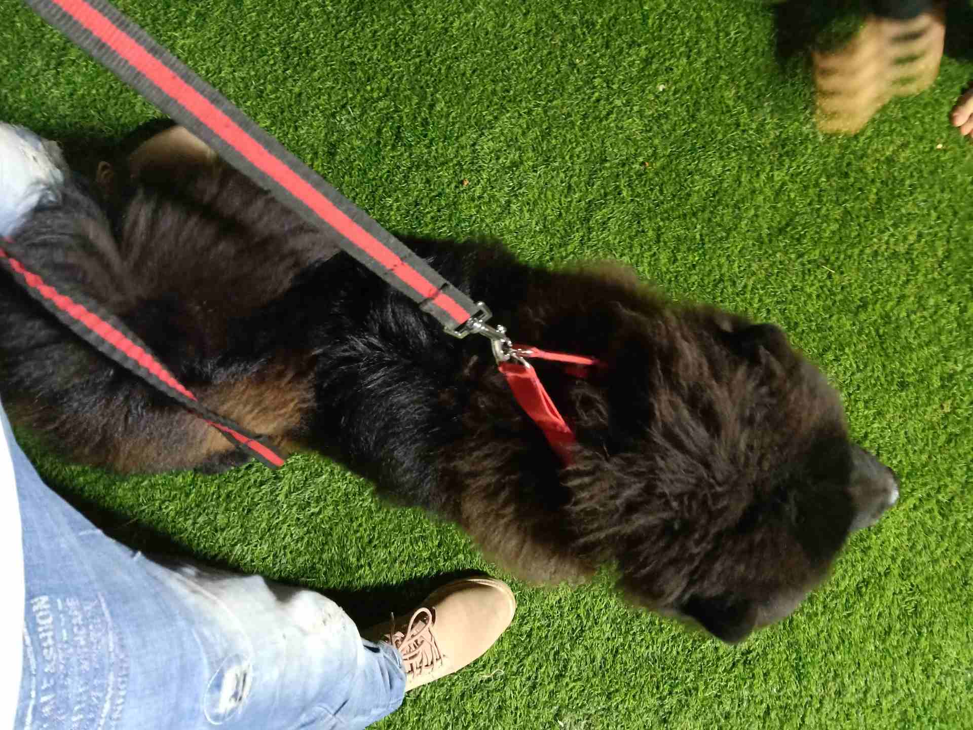 تشاو تشاو (chow chow)
لا تنسَ أنك شاهدت هذا الإعلان في عنكبوت
بسم الله الرحمن الرحيم(بسعر مغري)!!...