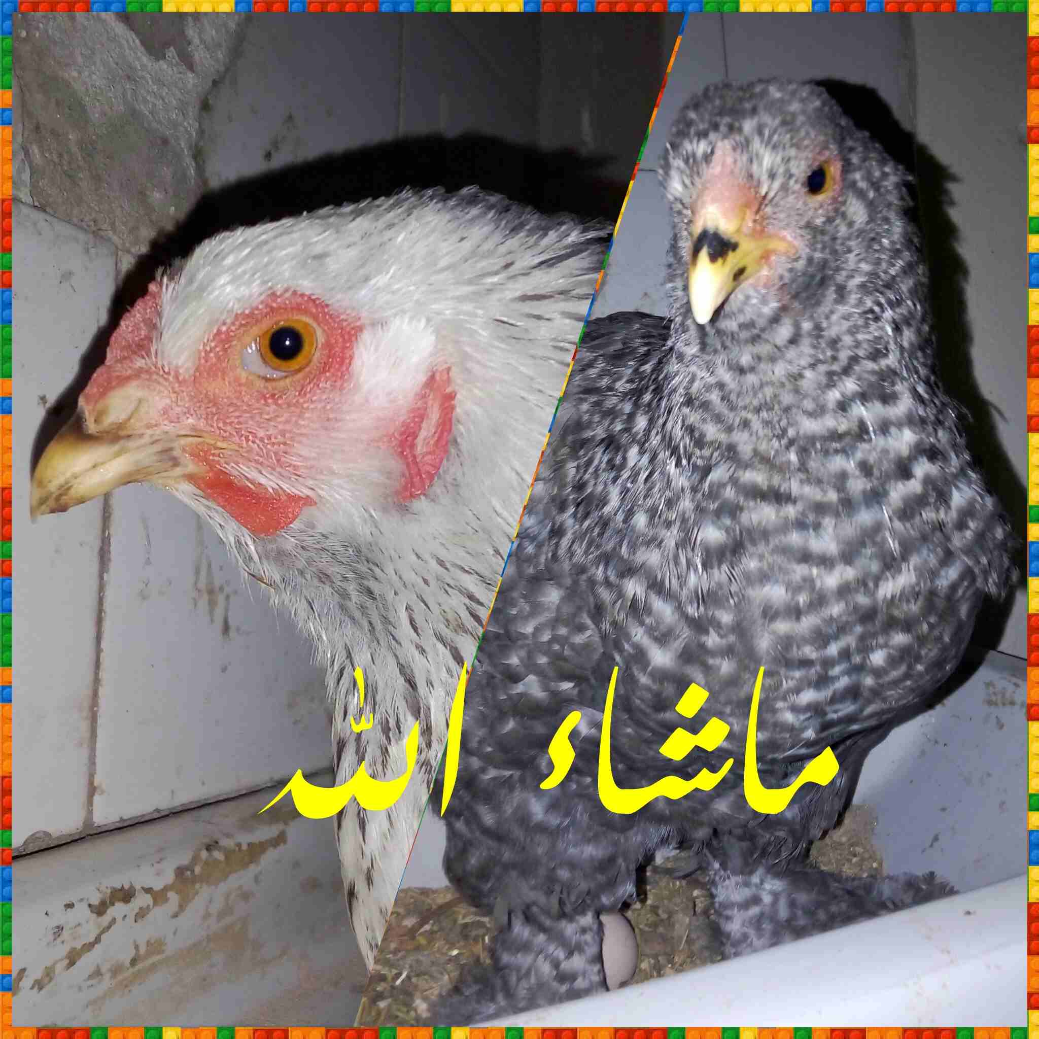 دجاج زينة (براهما) للبيع او للبدل على جوز دجاج زينة
لا تنسَ أنك شاهدت هذا الإعلان في عنكبوت
يوجد...