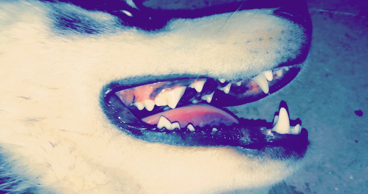 هاسكي مالموت للبدل على طيور
لا تنسَ أنك شاهدت هذا الإعلان في عنكبوت
كلب هاسكي بيور مالموت شعر...