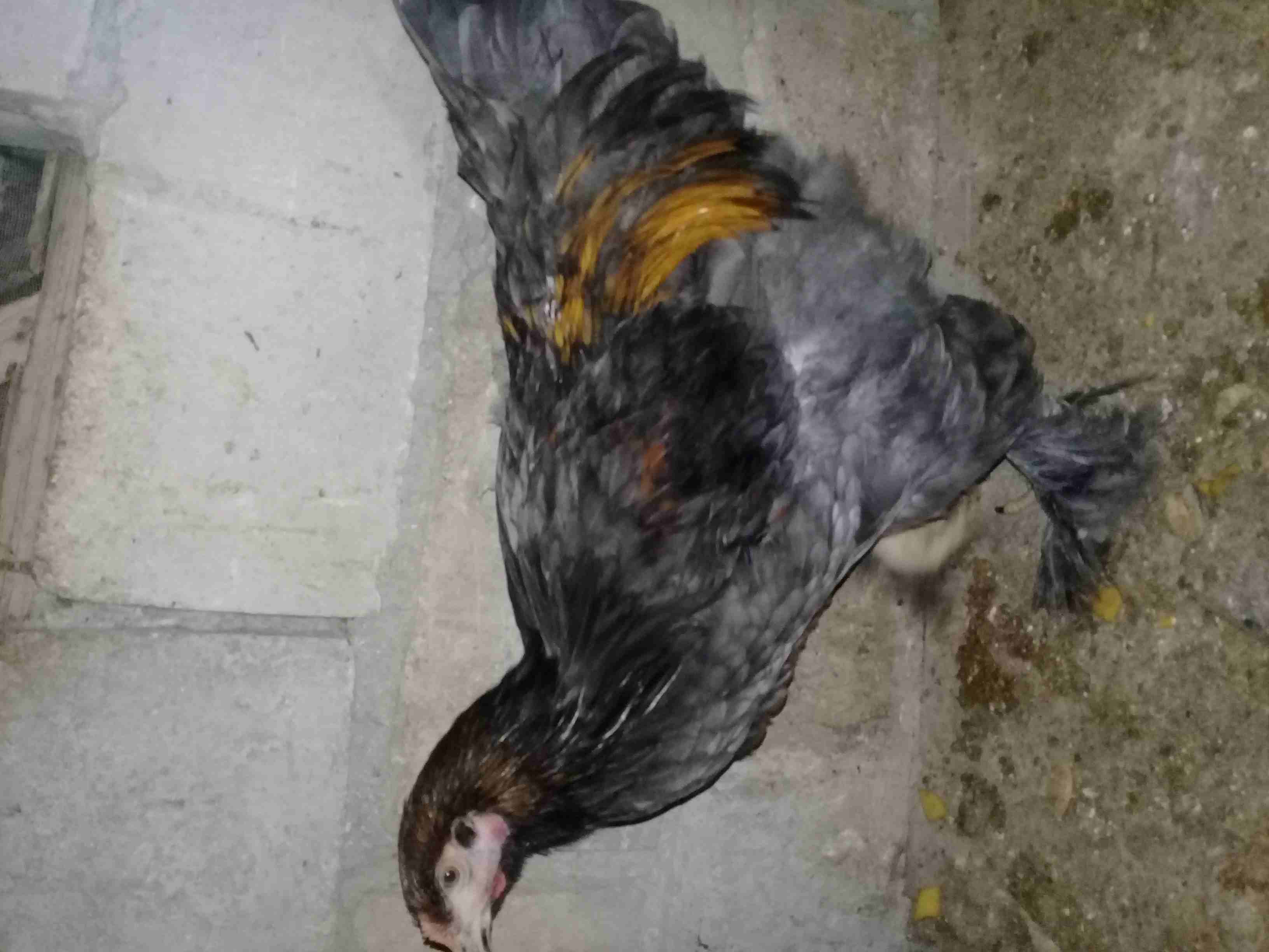 دجاج براهمه للبيع على وجه شغل صحه بالصلاة على النبي
لا تنسَ أنك شاهدت هذا الإعلان في عنكبوت
دجاج...