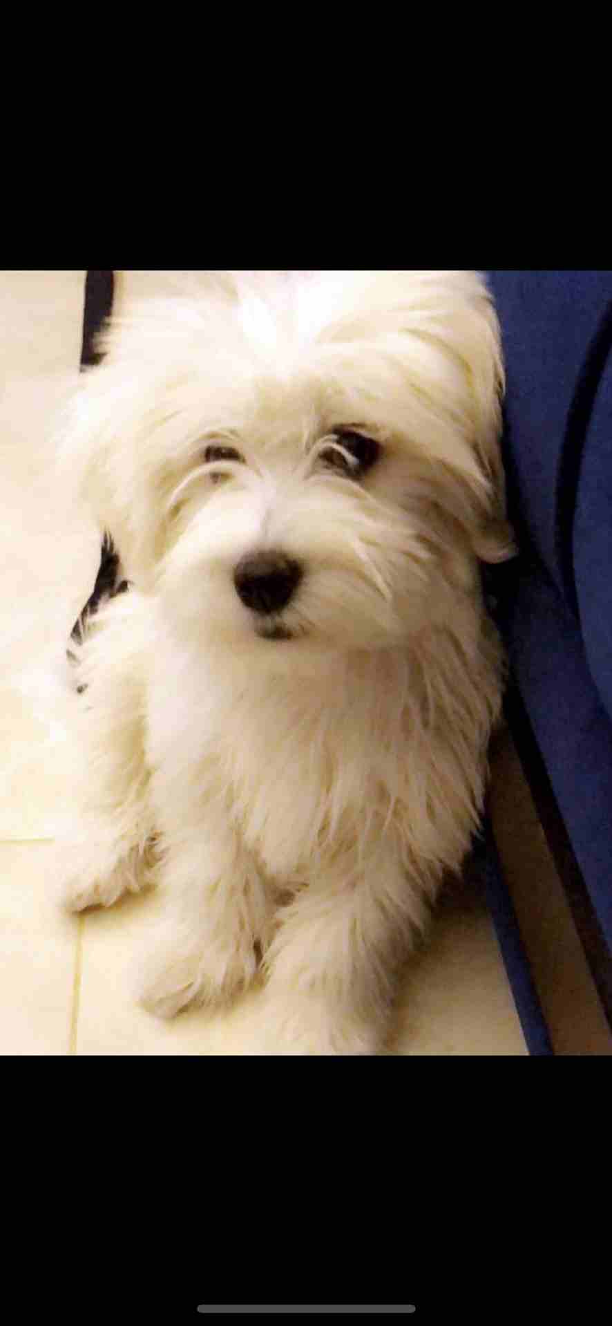 فرنش تيريير -french terrier                                            


	 				لا تنسَ أنك شاهدت هذا الإعلان في عنكبوت            
	 				
                            french terrier pure 100%
Fema...