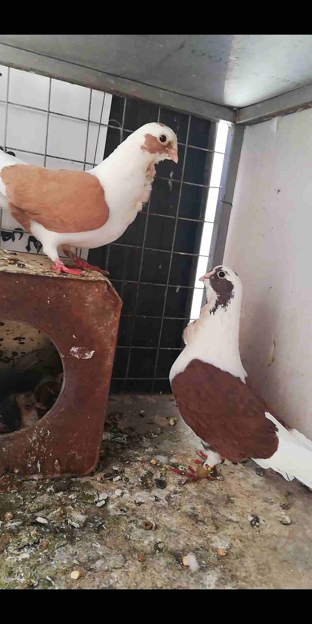 برابسه                                            


	 				لا تنسَ أنك شاهدت هذا الإعلان في عنكبوت            
	 				
                            جوز برابسه الفحل احمر حمار حنا بجنن اربع طبع
والطي...