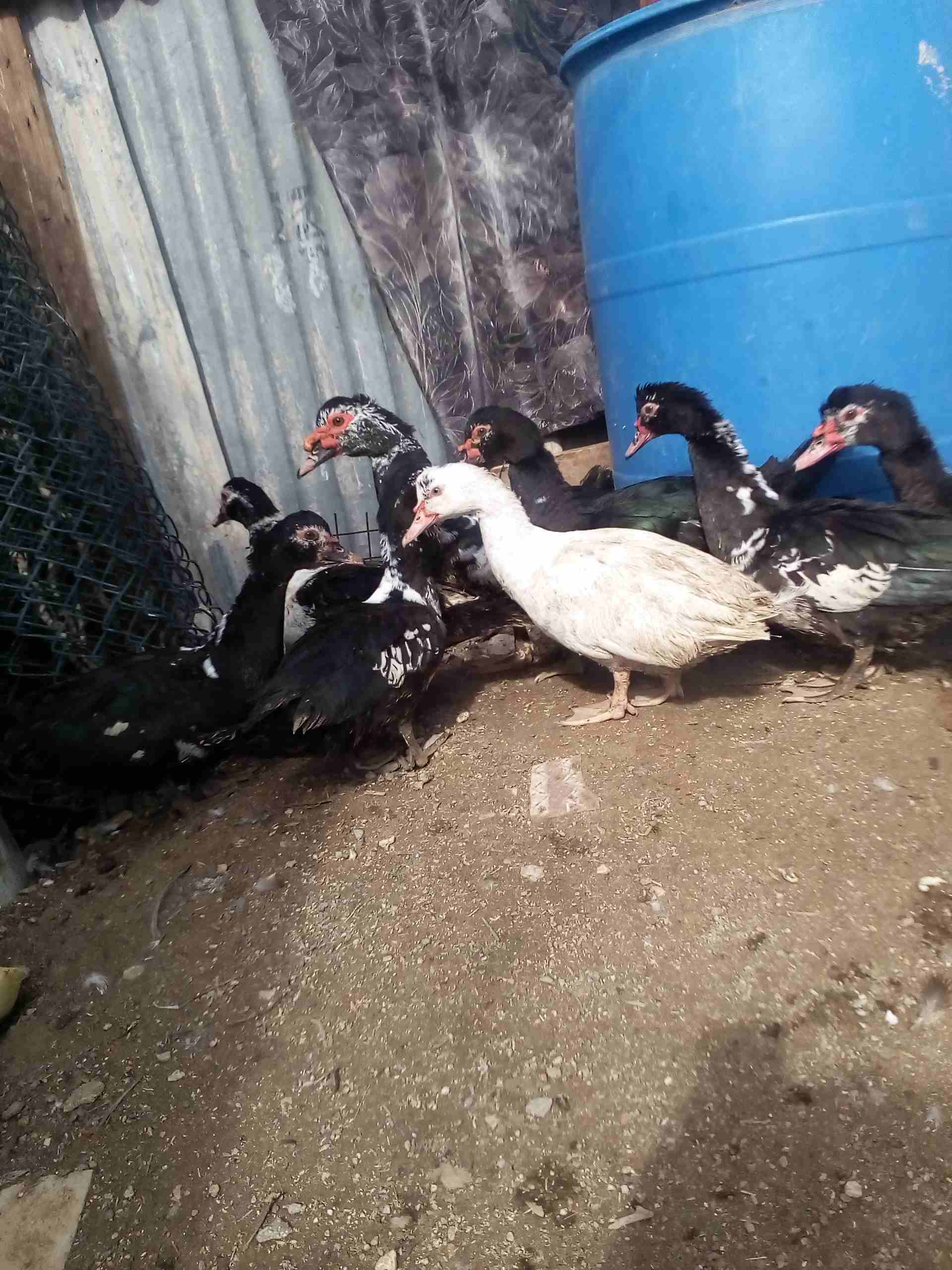 يوجد بط للبيع
لا تنسَ أنك شاهدت هذا الإعلان في عنكبوت
يوجد بط نوع مكسوفي للبيع 3ذكور و5 اناثي بسع...