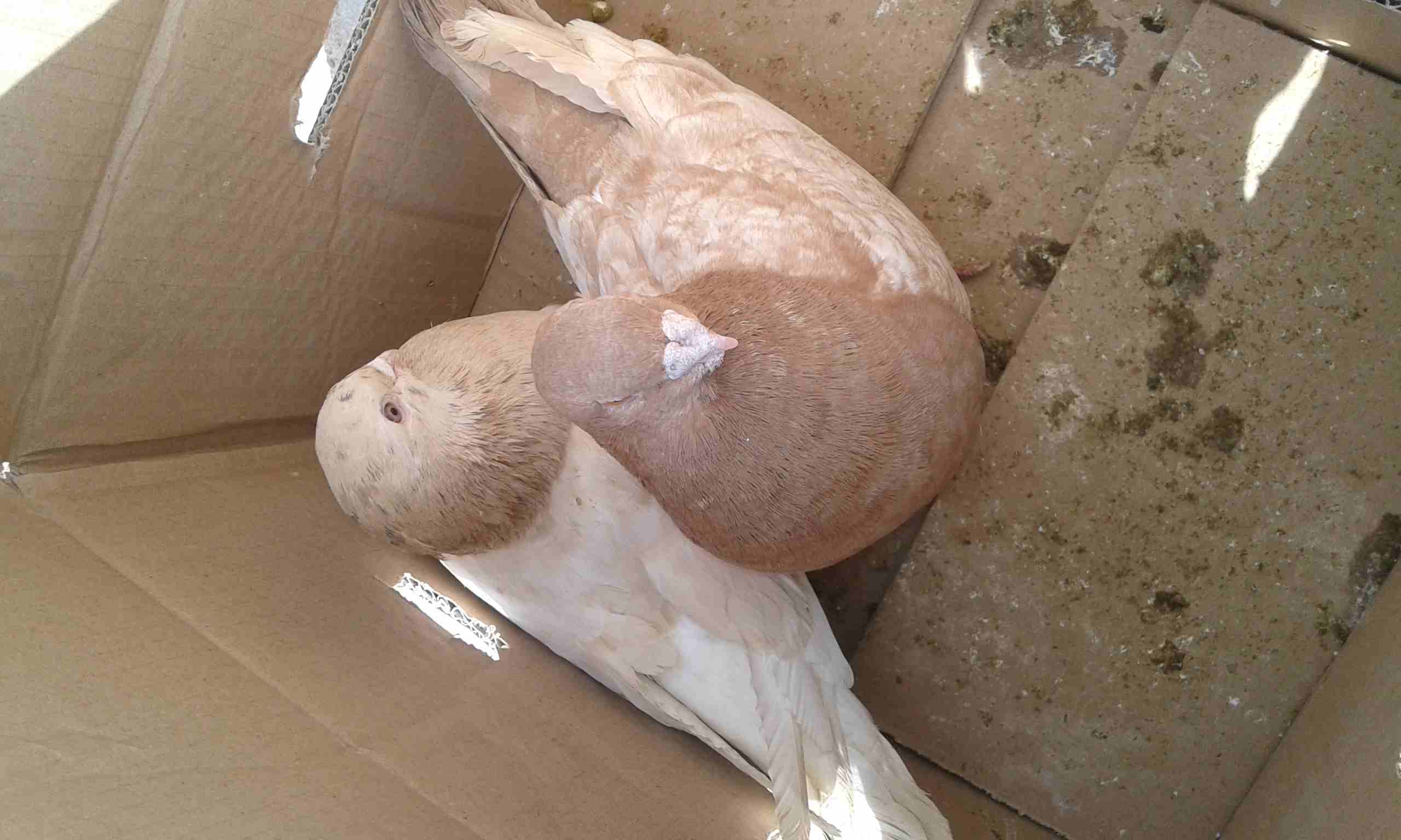 جوز كنك للبيع                                            


	 				لا تنسَ أنك شاهدت هذا الإعلان في عنكبوت            
	 				
                            للبيع للجادين فقط للاستفسار الاتصال أو على...