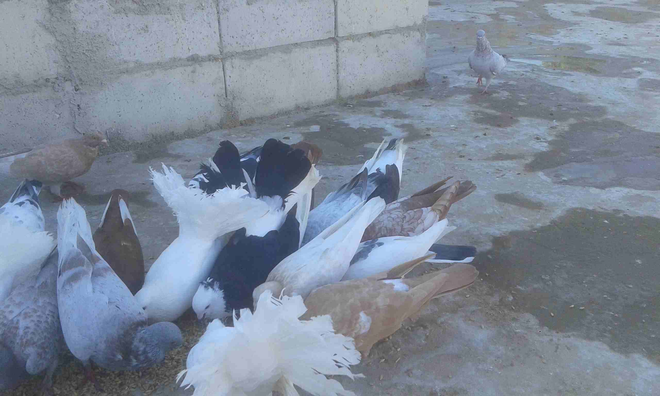مطلوب حمام بلدي بدل على حمام هزاز                                            


	 				لا تنسَ أنك شاهدت هذا الإعلان في عنكبوت            
	 				
                            حمام هزاز نضيف للبدل عل...