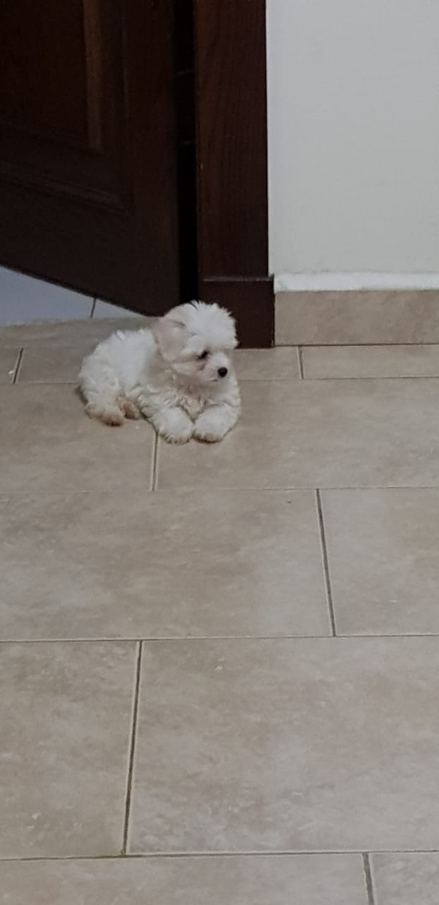 Imported maltese
لا تنسَ أنك شاهدت هذا الإعلان في عنكبوت
Imported Maltese Dogs
The parents h...