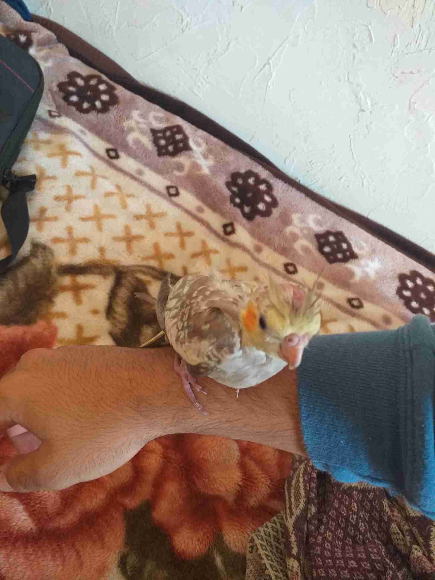 جوز كوكتيل للبيع مع 3فراخ ماشاء الله
لا تنسَ أنك شاهدت هذا الإعلان في عنكبوت
جوز كوكتيل للبي...