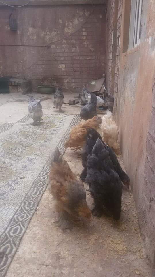 دجاج براهمه
لا تنسَ أنك شاهدت هذا الإعلان في عنكبوت
دجاج براهمه العمر 5 أشهر صحه ونضافه الصو...