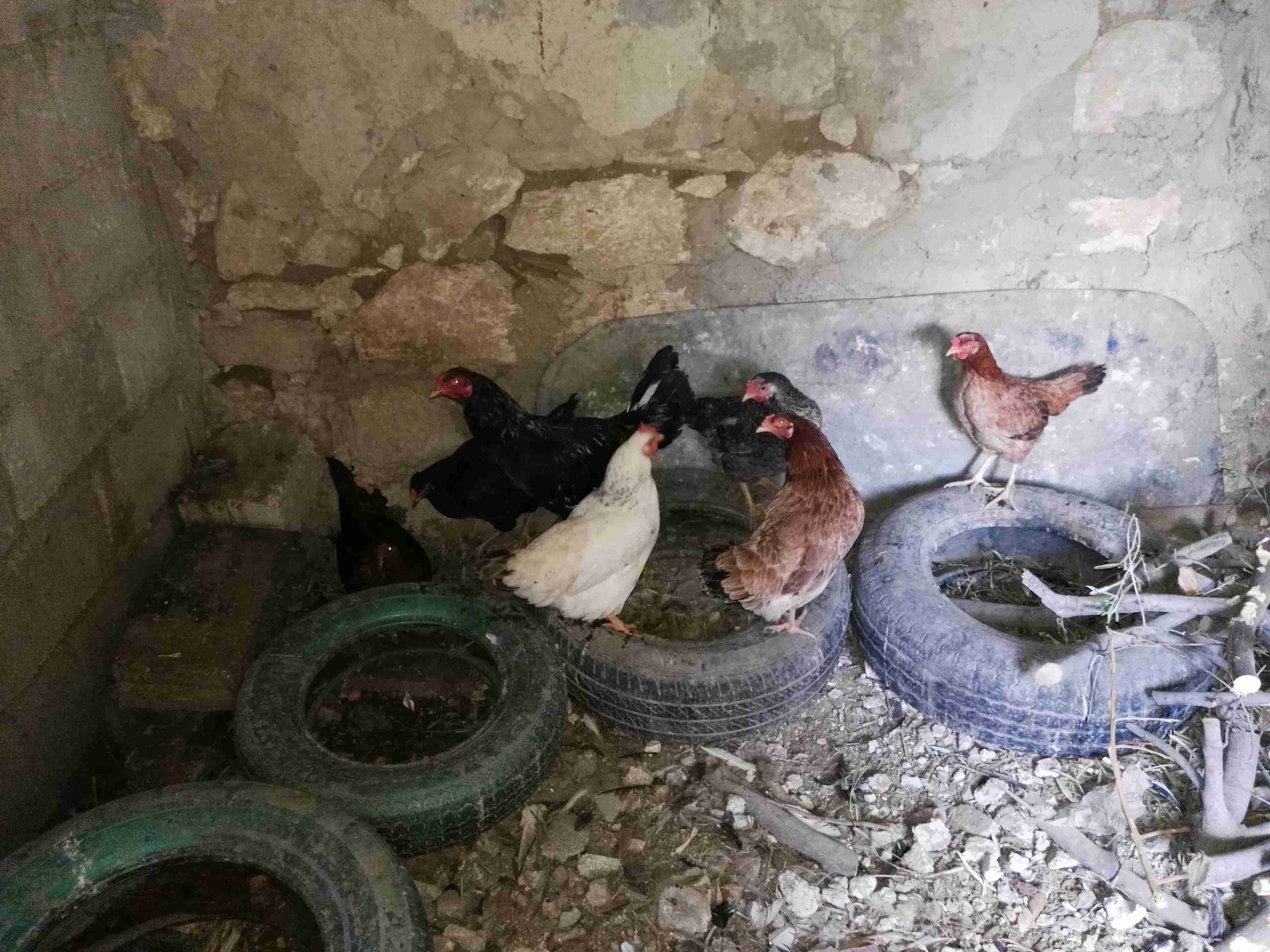 نشتري جميع انواع الطيور جاح.حمام.وز.بط.ارانب.                                            


	 				لا تنسَ أنك شاهدت هذا الإعلان في عنكبوت            
	 				
                                نشتري ج...