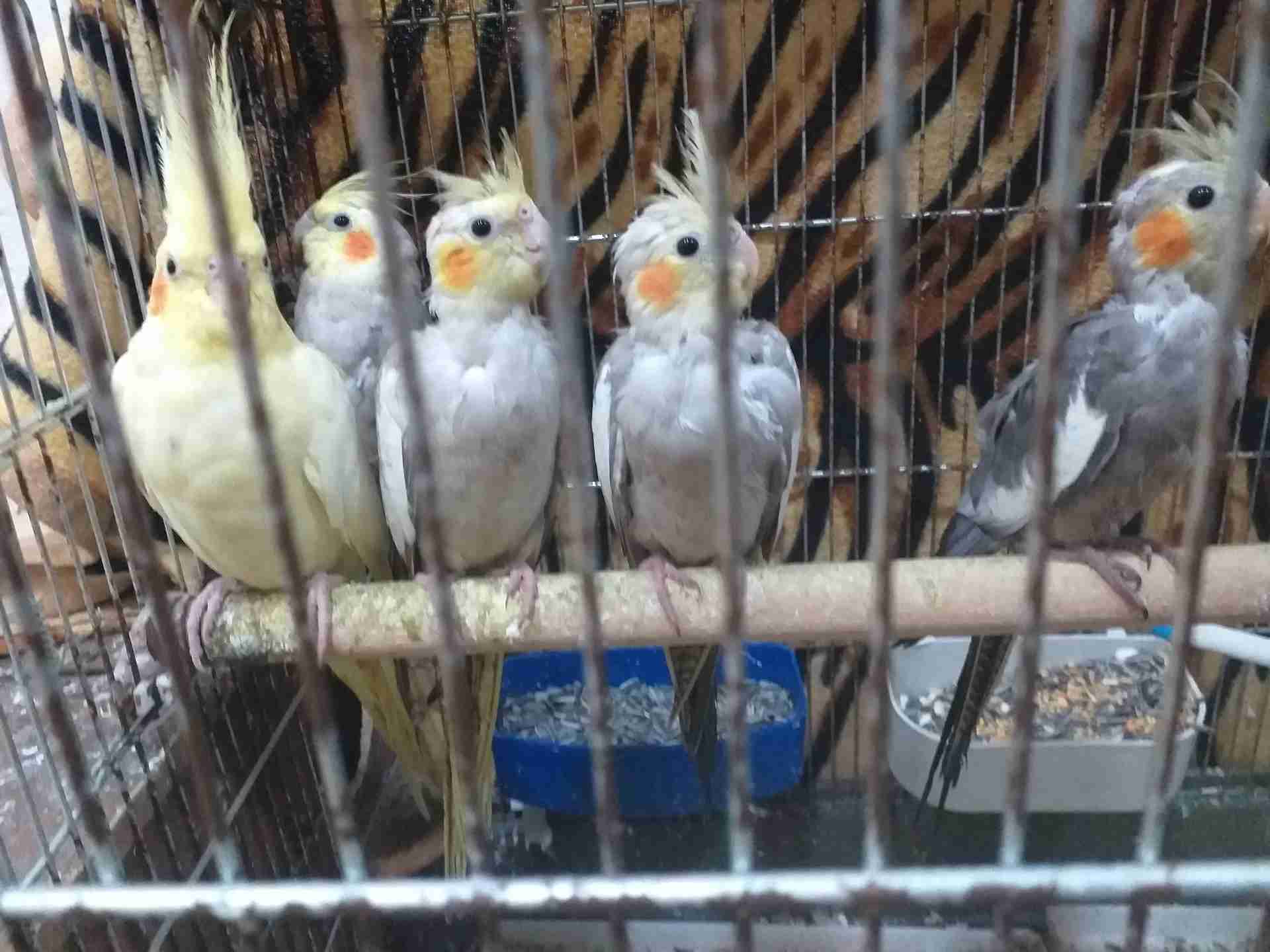 جوز كوكتيل للبيع مع 3فراخ ماشاء الله
لا تنسَ أنك شاهدت هذا الإعلان في عنكبوت
جوز كوكتيل للبي...