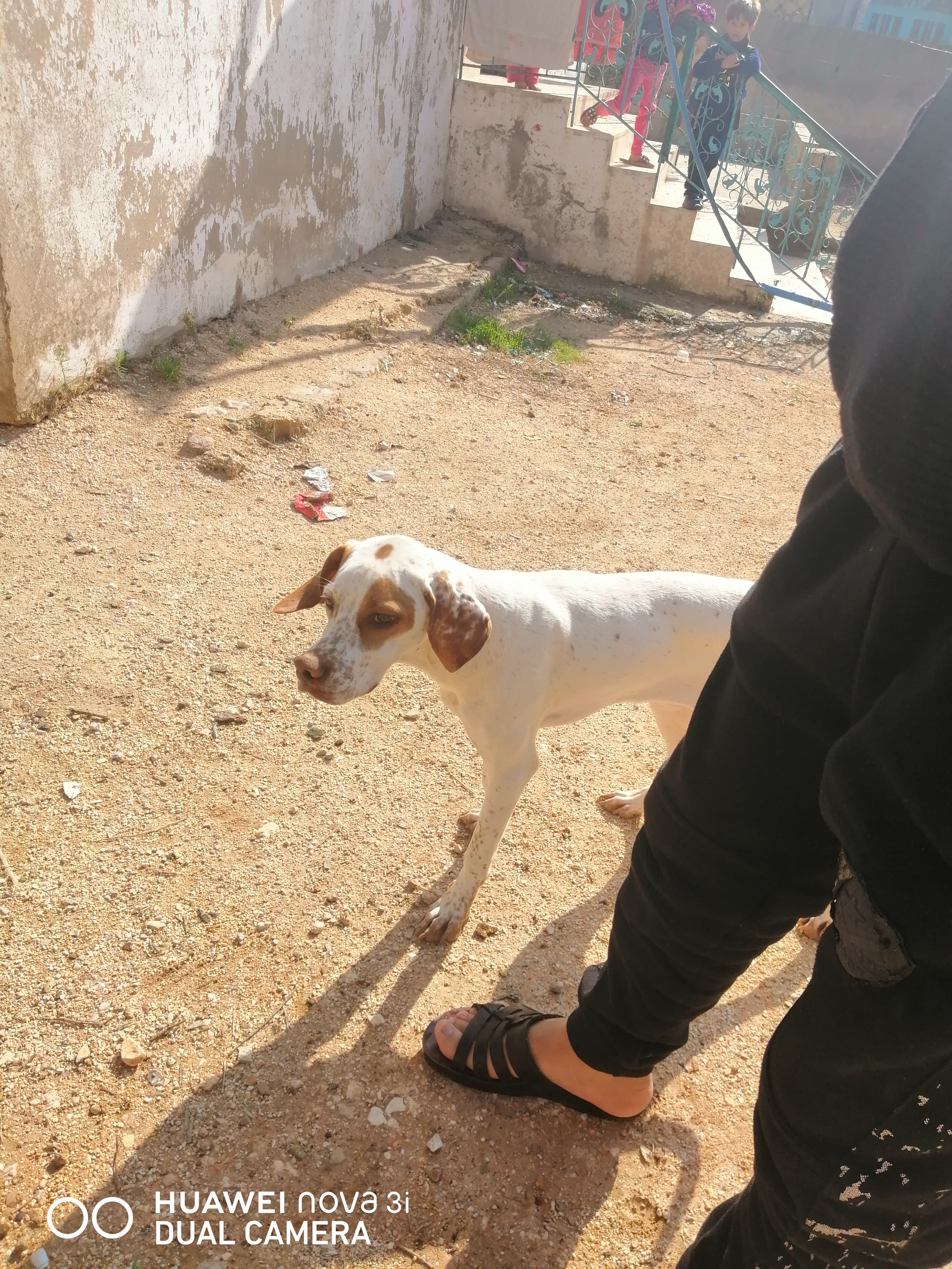 كلبه صيد للبيع عمر خمس شهور جاهز للصيد مدربه ومتعوب عليها شغالة ميه بالميه                                            


	 				لا تنسَ أنك شاهدت هذا الإعلان في عنكبوت...