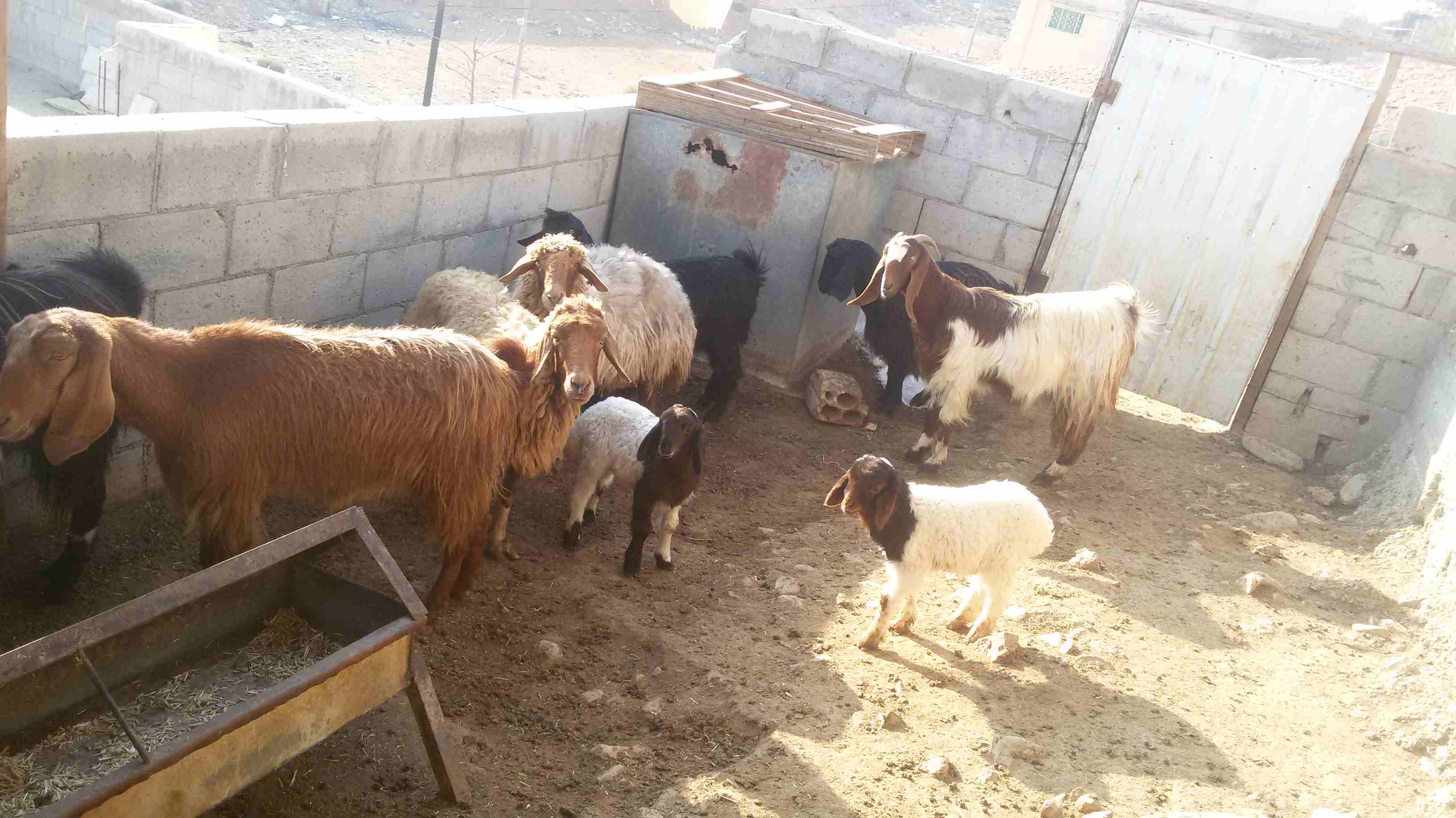 ماعز وغنم للبيع
لا تنسَ أنك شاهدت هذا الإعلان في عنكبوت
5 ثنايا هادات
1عنز هاده
2 نعجتين معهن خ...
