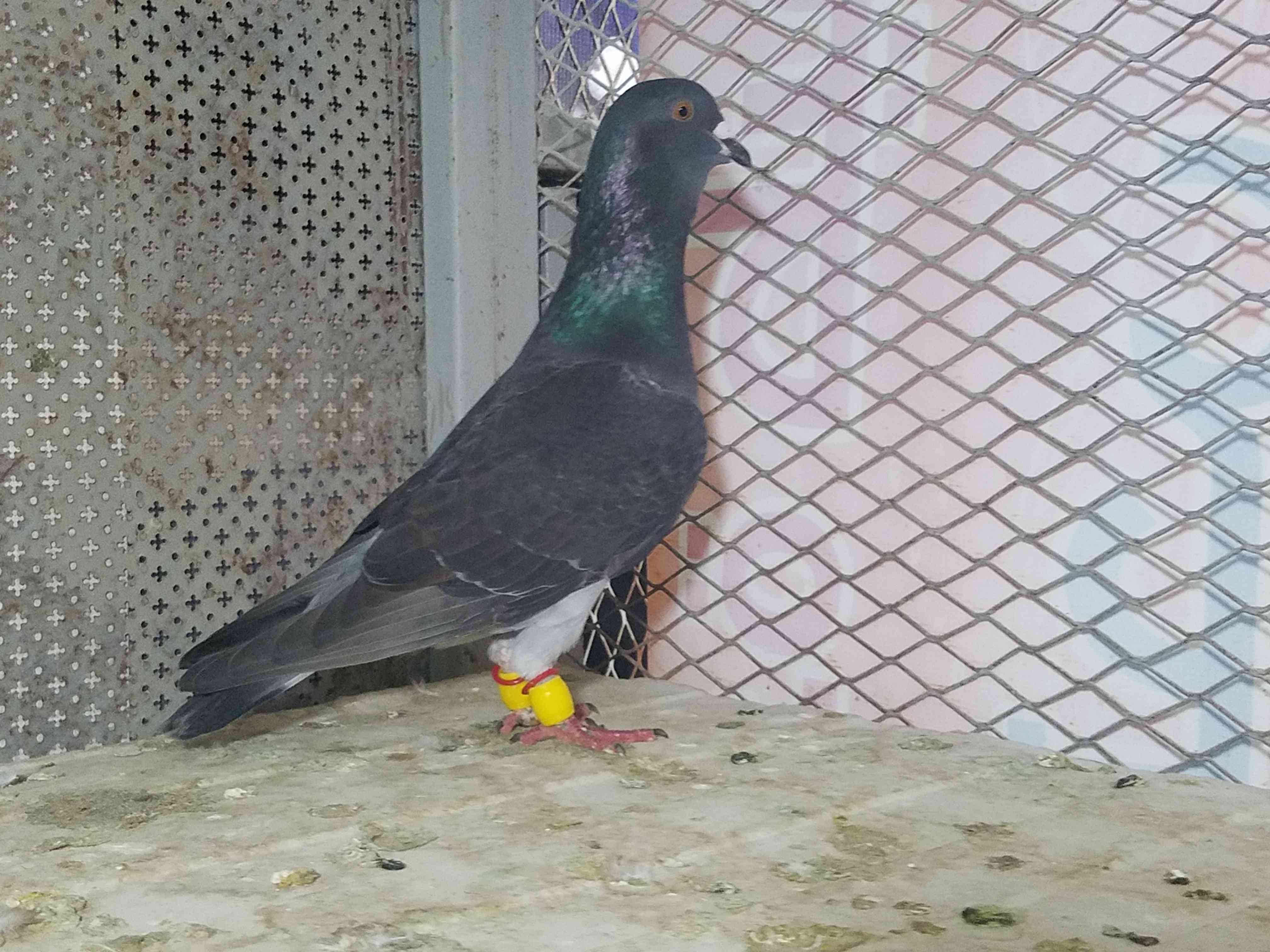 4 طيور حمام بسعر حرق
لا تنسَ أنك شاهدت هذا الإعلان في عنكبوت
موجودات في البنيات مطلوب 20 بالك...