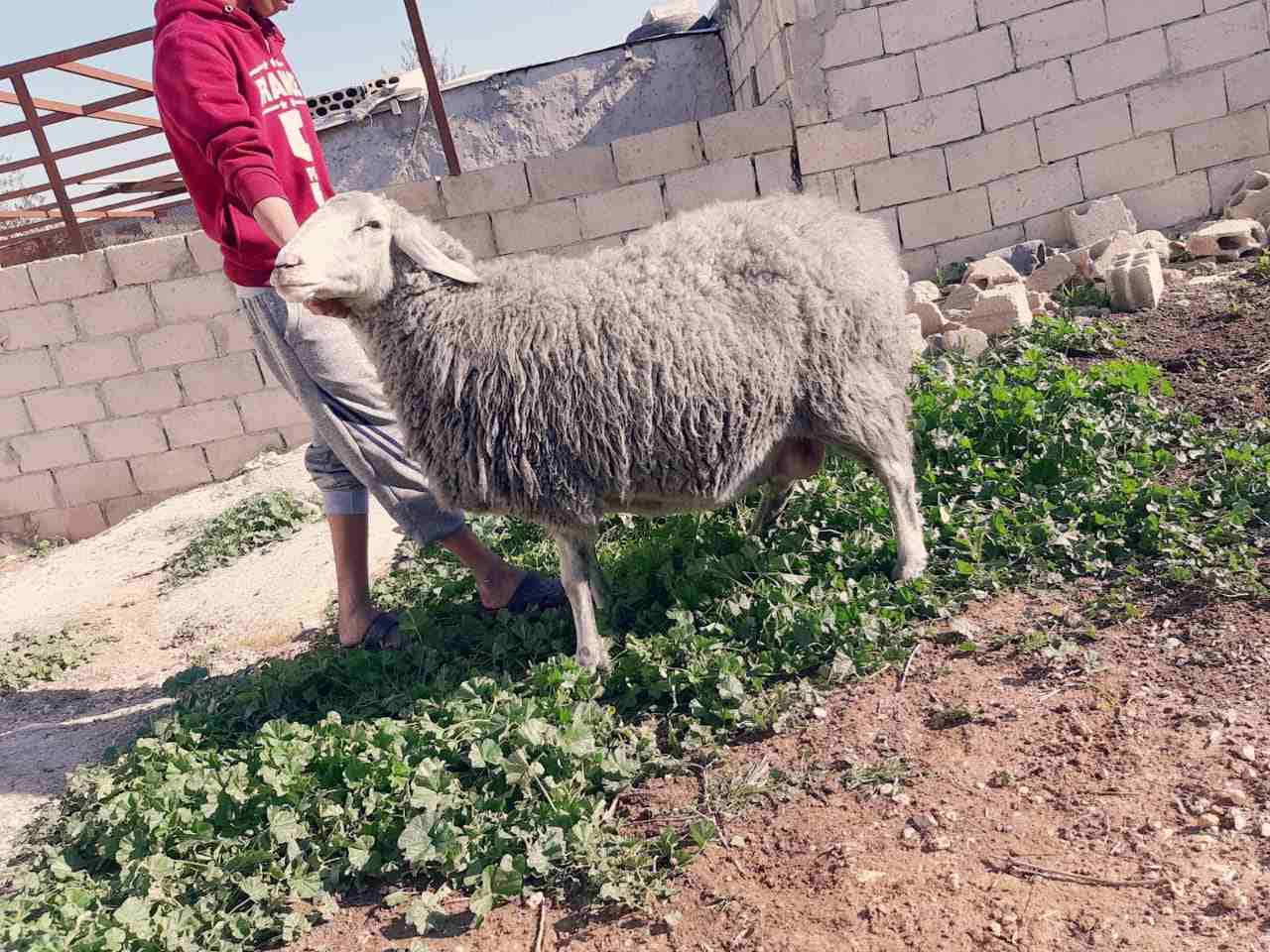 نعاج عساف اصلي للبيع او للبدل عل باص)(انا مجرد ناشر لا اتابع تعليقات)                                            


	 				لا تنسَ أنك شاهدت هذا الإعلان في عنكبوت...