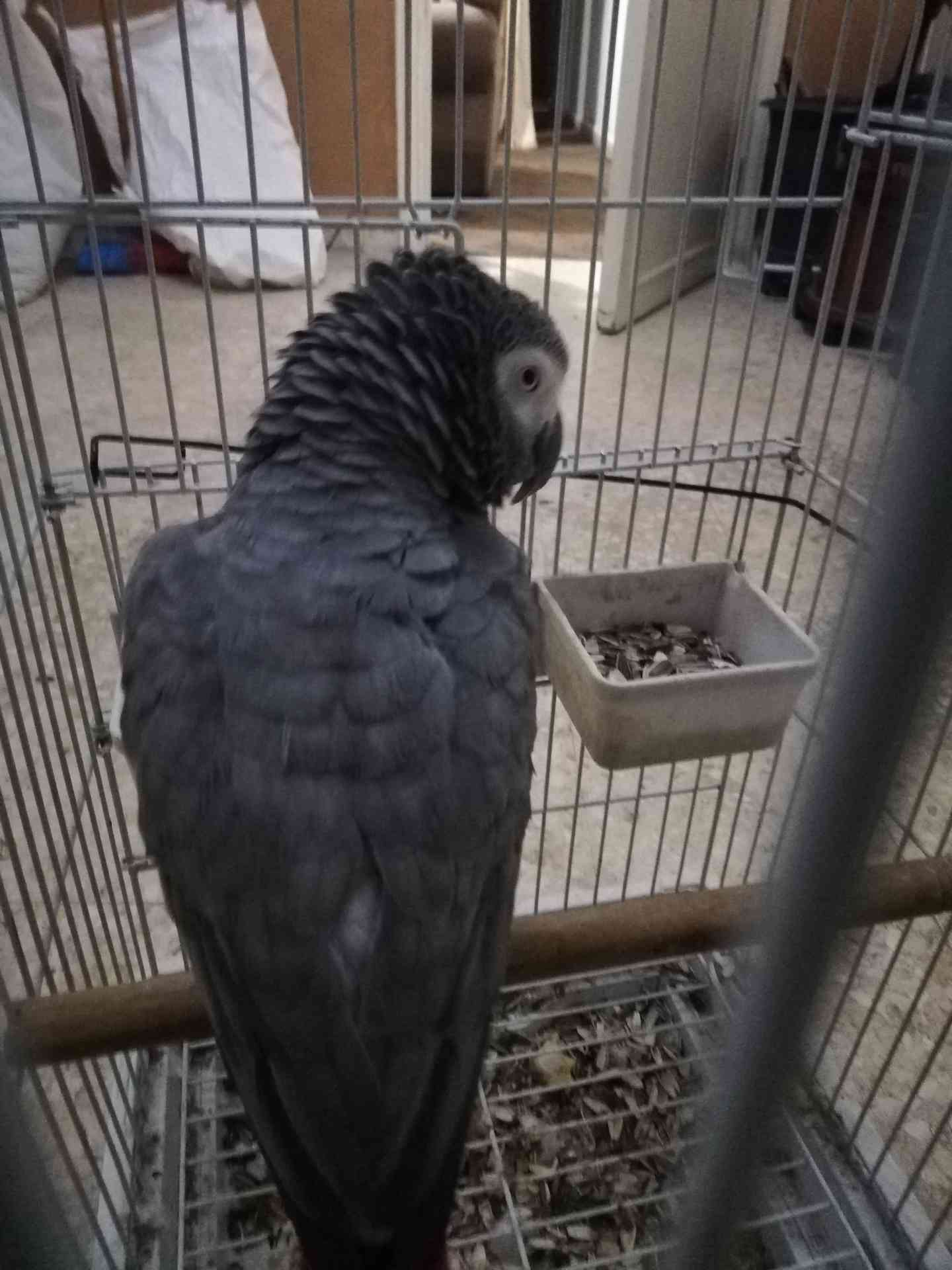 ببغاء كاسكو صيد متكلم بحدود 30كلمه السعر 330دينار
لا تنسَ أنك شاهدت هذا الإعلان في عنكبوت
مسا...