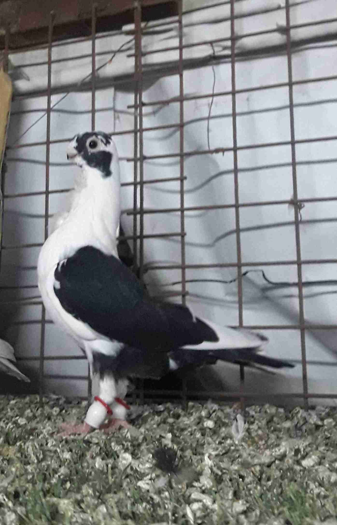 7 فراخ اسطنابله                                            


	 				لا تنسَ أنك شاهدت هذا الإعلان في عنكبوت            
	 				
                                7 فراخ اسطنابله 
بقدونسي ازرق بقدونسي...