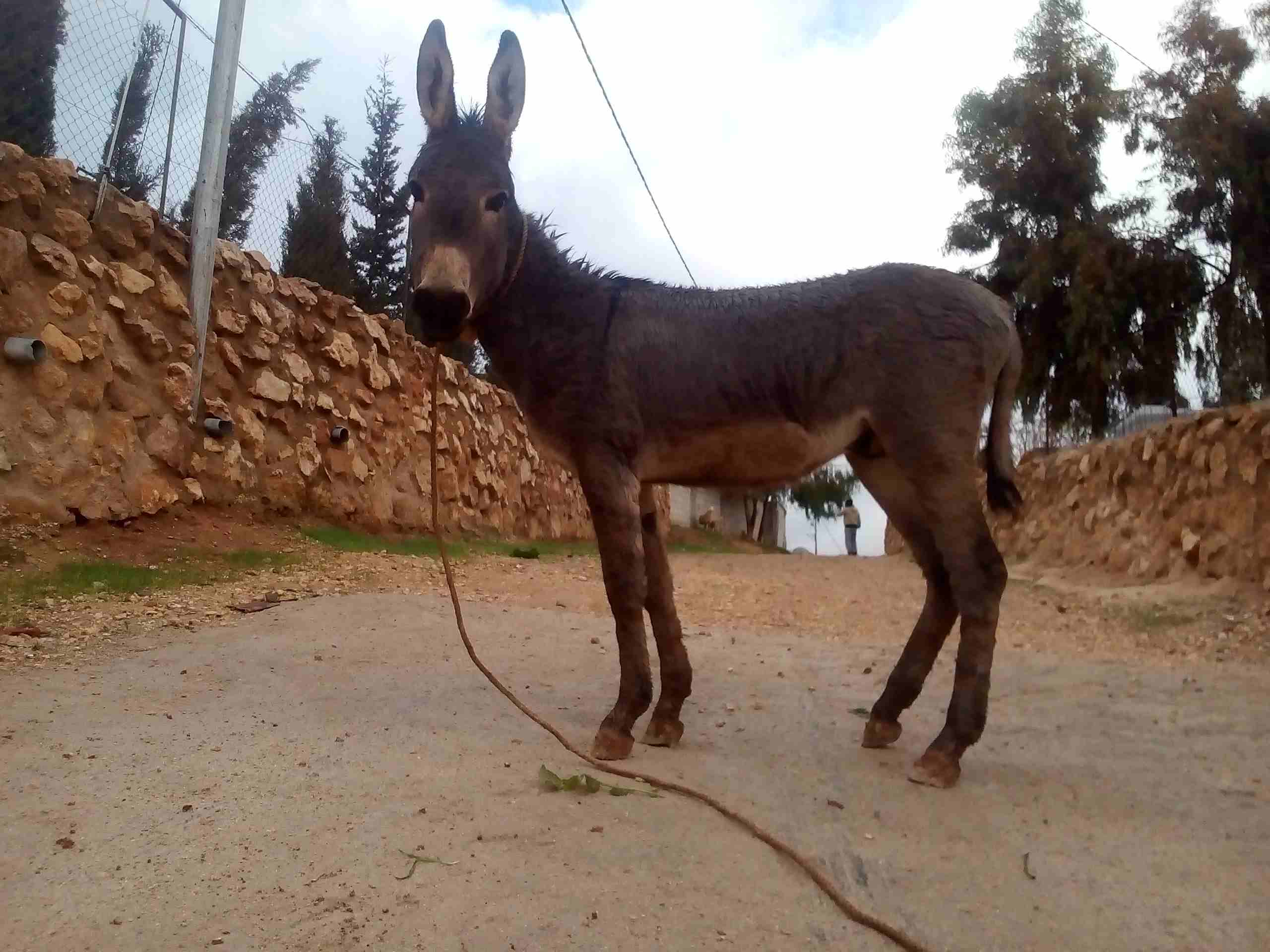 جحش'عمر'8شهور
لا تنسَ أنك شاهدت هذا الإعلان في عنكبوت
جحش'عمر'8شهور مش مركوب&...