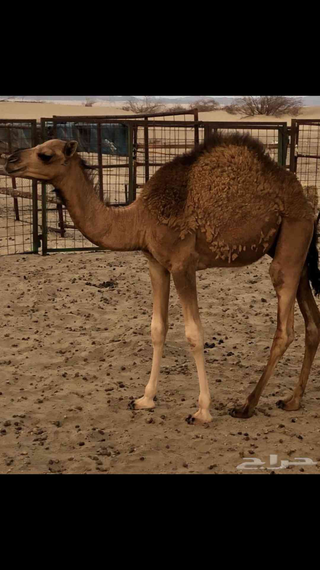 ابو منيف للذبايح
لا تنسَ أنك شاهدت هذا الإعلان في عنكبوت
يوجد جميع انواع الذبايح
نعيمي بلدي...