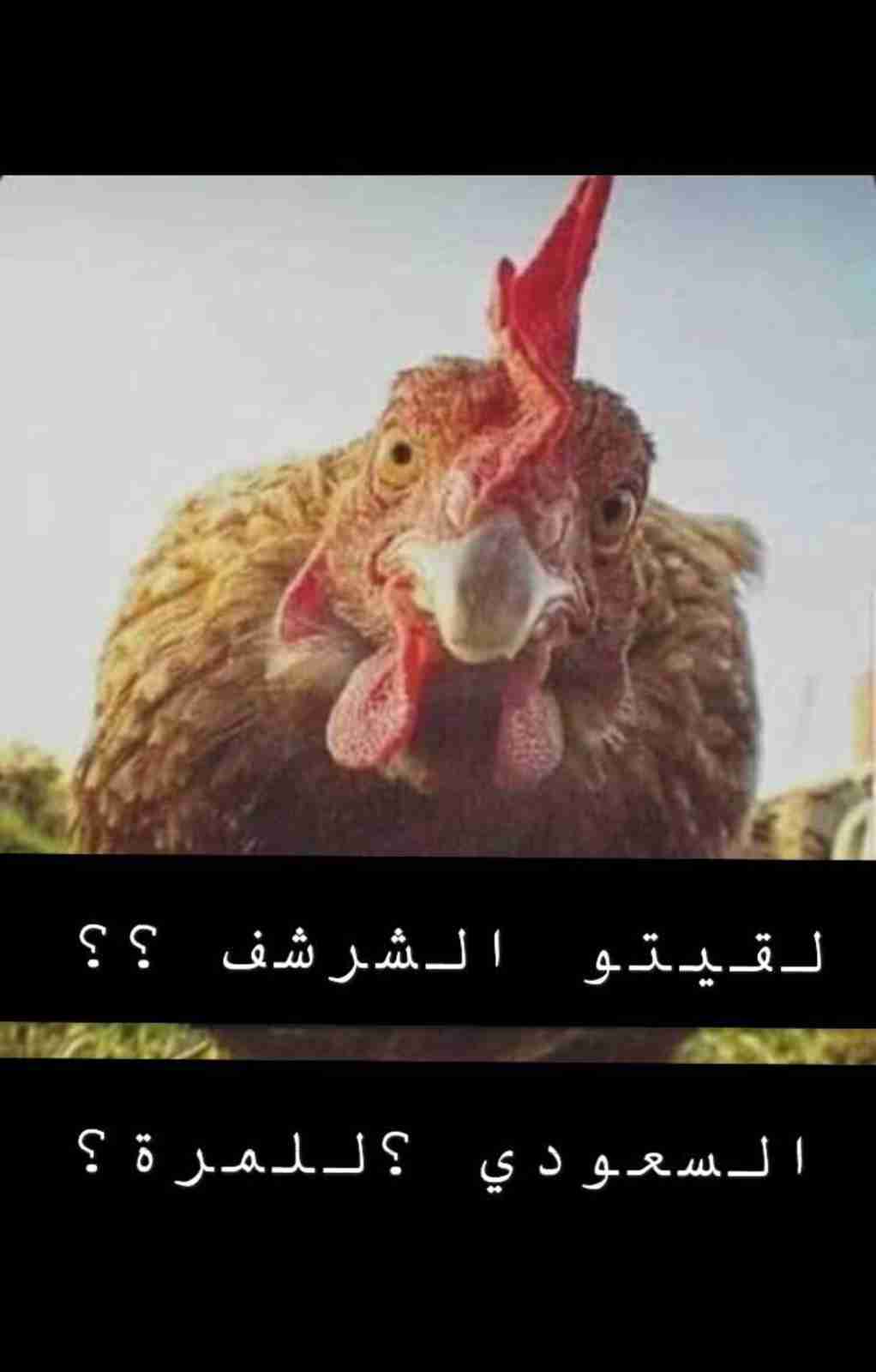 هامستر روسي اليفات جوز 16د مع اكل وقفص ونجارة وتوصيل يا بلاش شعر طويل
لا تنسَ أنك شاهدت هذا الإعلان في عنكبوت...