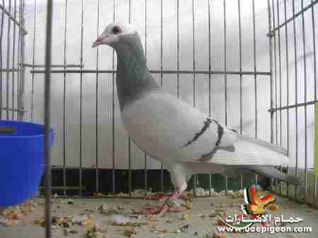 سؤال لأهل الخبرة شو اسم هذا النوع                                            


	 				لا تنسَ أنك شاهدت هذا الإعلان في عنكبوت            
	 				
                            شو نوعه  وكم سعر الجوز...