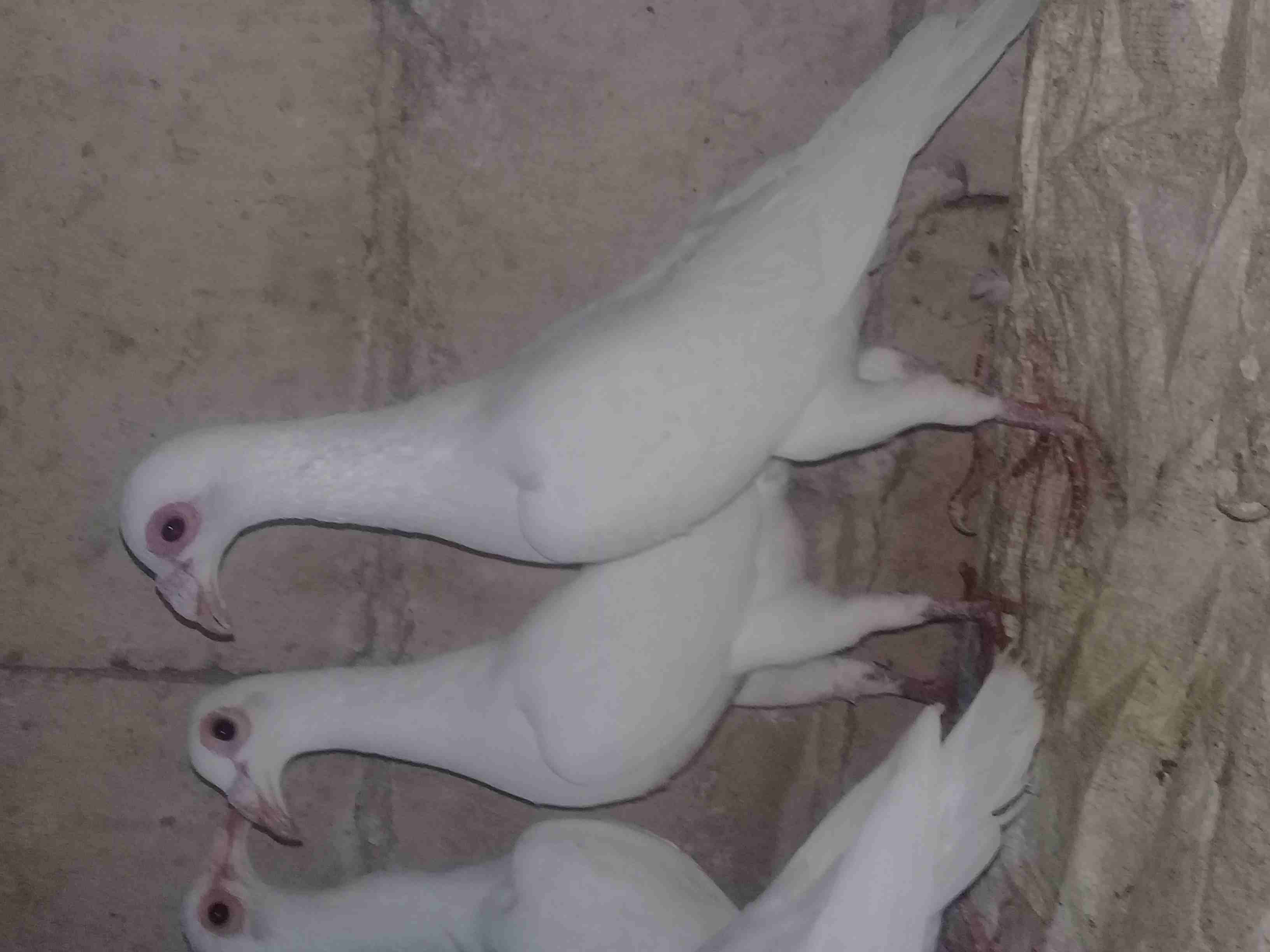 حما بغادنه شغلات                                            


	 				لا تنسَ أنك شاهدت هذا الإعلان في عنكبوت            
	 				
                            اجواز شغاله ومخاليف 10 حبات...