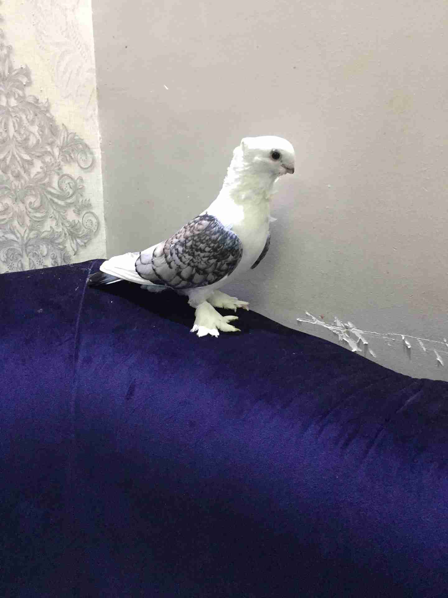 جوز حب الرمان مشاء الله
لا تنسَ أنك شاهدت هذا الإعلان في عنكبوت
جوز حب الرمان كرفته وغرره
ا...