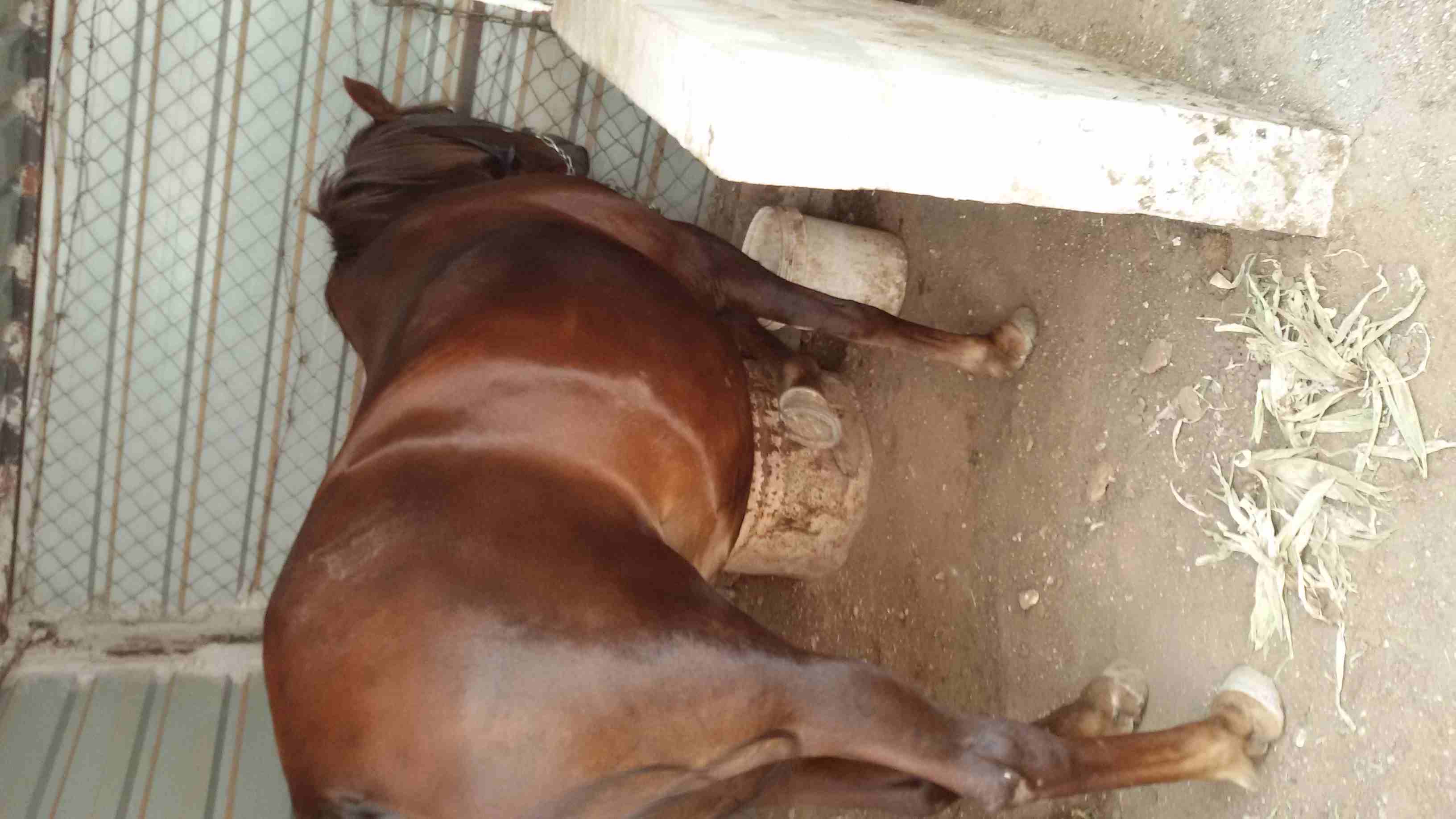 فرس مع مهرة للبيع
لا تنسَ أنك شاهدت هذا الإعلان في عنكبوت
فرس قطعة عالية وجهمة عمرها سبع سنوات وا...
