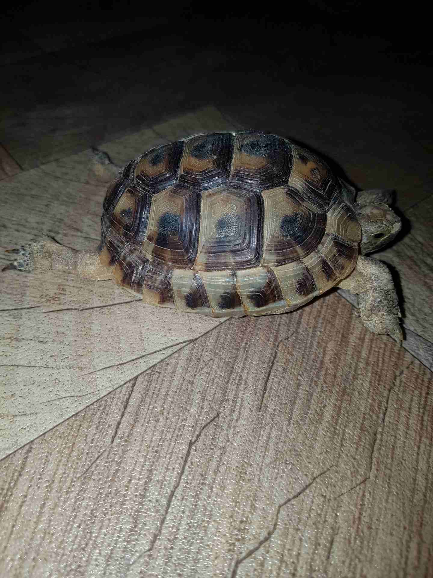 سلاحف بريه للبيع                                            


	 				لا تنسَ أنك شاهدت هذا الإعلان في عنكبوت            
	 				
                            سلاحف بريه اليف للبيع...