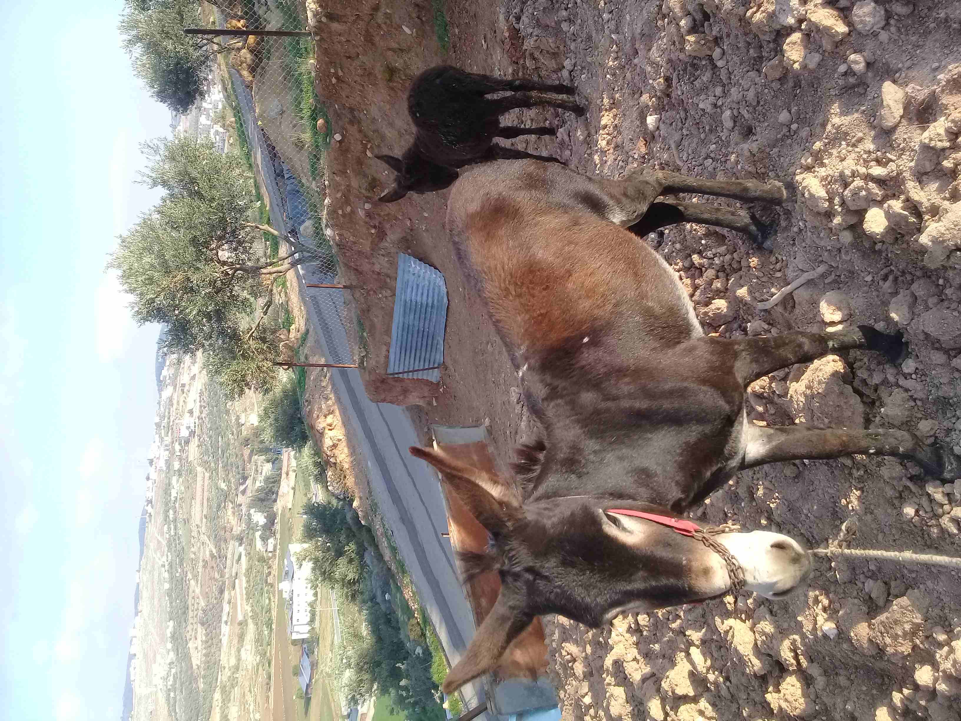 حماره للبيع                                            


	 				لا تنسَ أنك شاهدت هذا الإعلان في عنكبوت            
	 				
                            حماره وابنها للبيع...