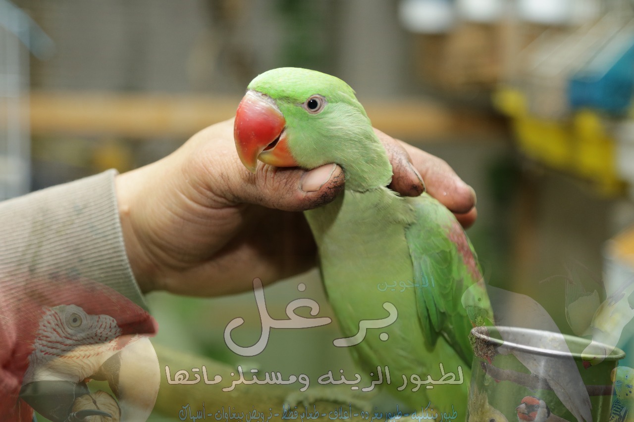 ببغاء كساندرا زق يدوي عمر 5 شهور أليف جدا بداية كلام ناديلو بيجي طيران                                            


	 				لا تنسَ أنك شاهدت هذا الإعلان في عنكبوت...