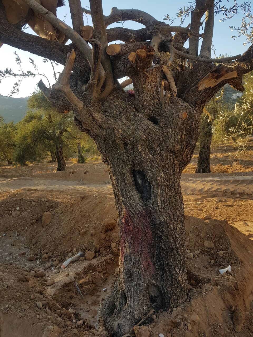 زيتون بجميع انواعه ( بلدي نبالي قروصايد k18 )                                            


	 				لا تنسَ أنك شاهدت هذا الإعلان في عنكبوت            
	 				
                                لإنشاء...