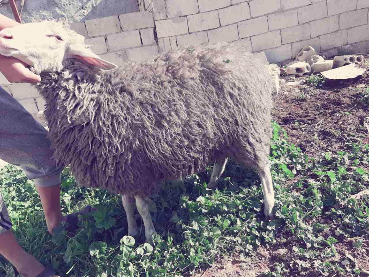 نعاج عساف اصلي للبيع او للبدل عل باص)(انا مجرد ناشر لا اتابع تعليقات)
لا تنسَ أنك شاهدت هذا الإعلان في عنكبوت...