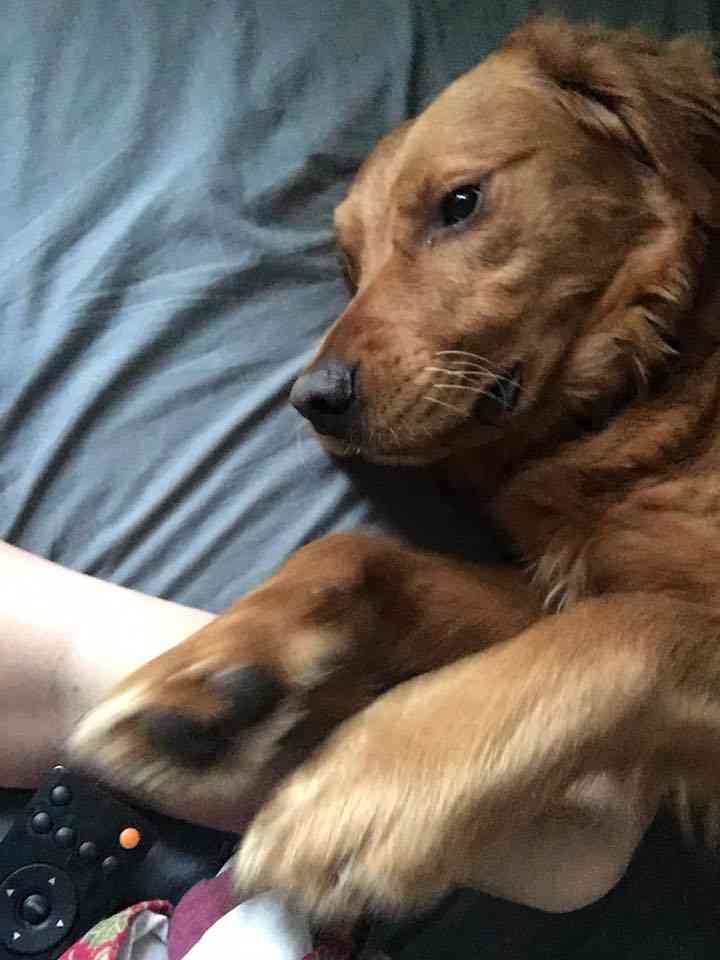 قولدين ريتريفر / golden retriever
لا تنسَ أنك شاهدت هذا الإعلان في عنكبوت
جراوه جولدين ريتريف...