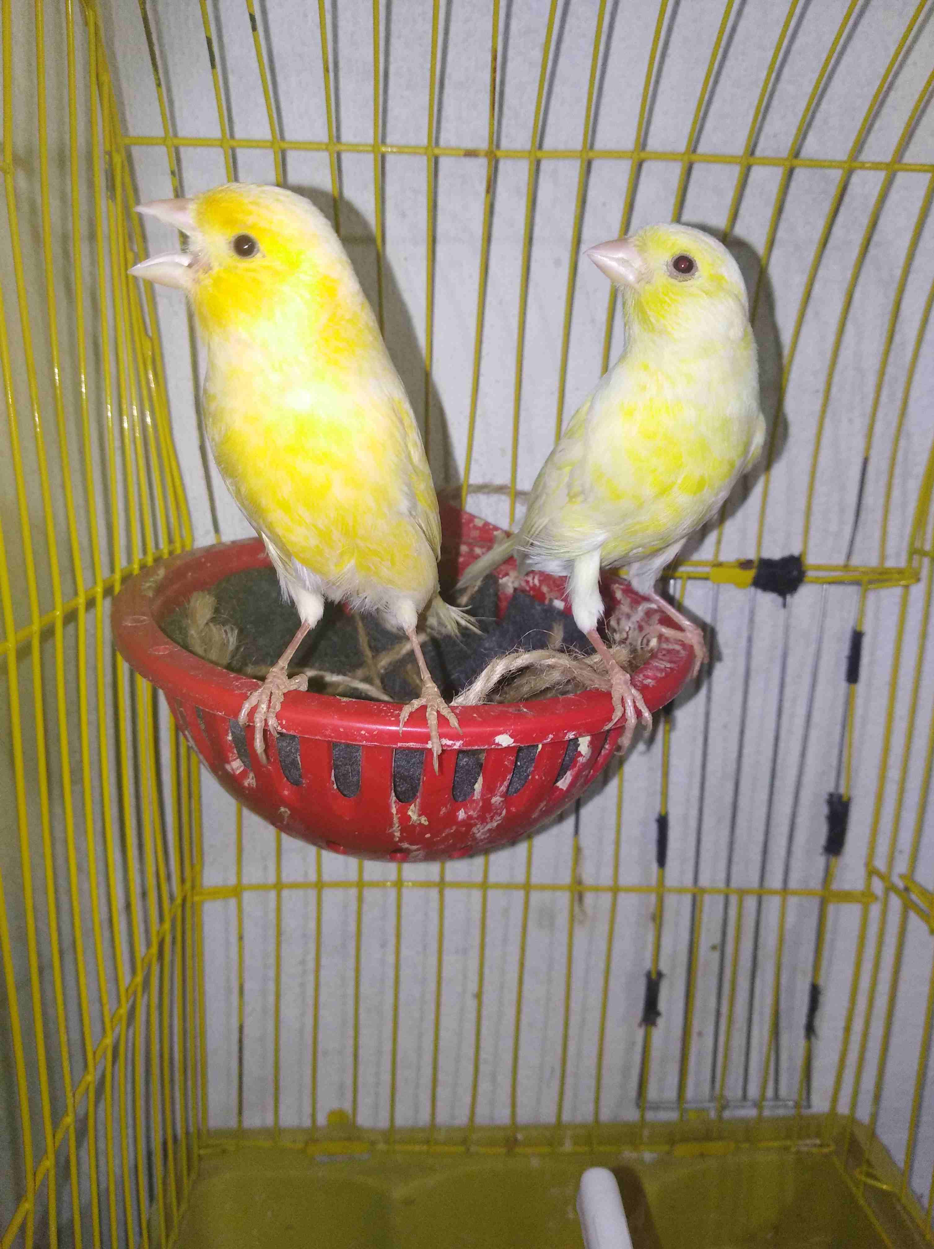جوز كنارات ليموني صاااااافي حبات طويله جوزشغلات الفحل مغنااا ناااااار وفي فيديو                                            


	 				لا تنسَ أنك شاهدت هذا الإعلان في عنكبوت...