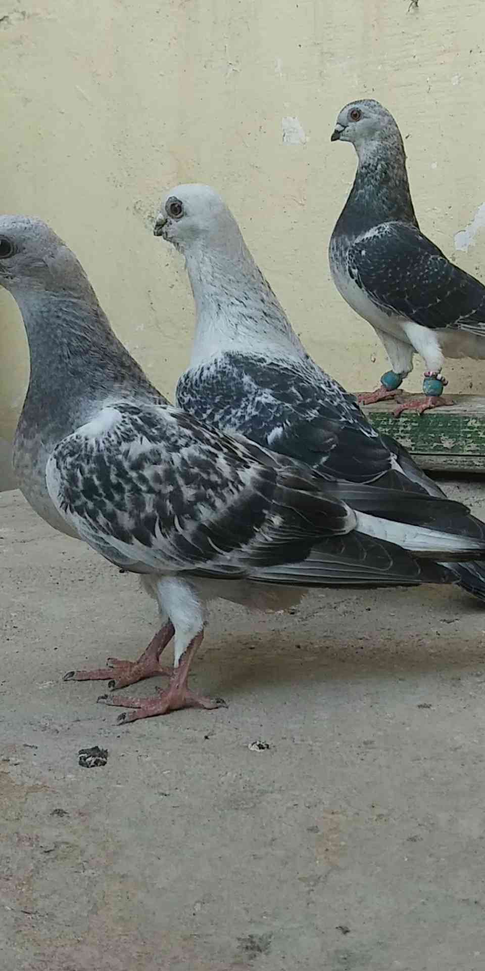 5 جواز و 4 طواير للبيع
لا تنسَ أنك شاهدت هذا الإعلان في عنكبوت
1. جوز يهوديات الفحل اسود والط...