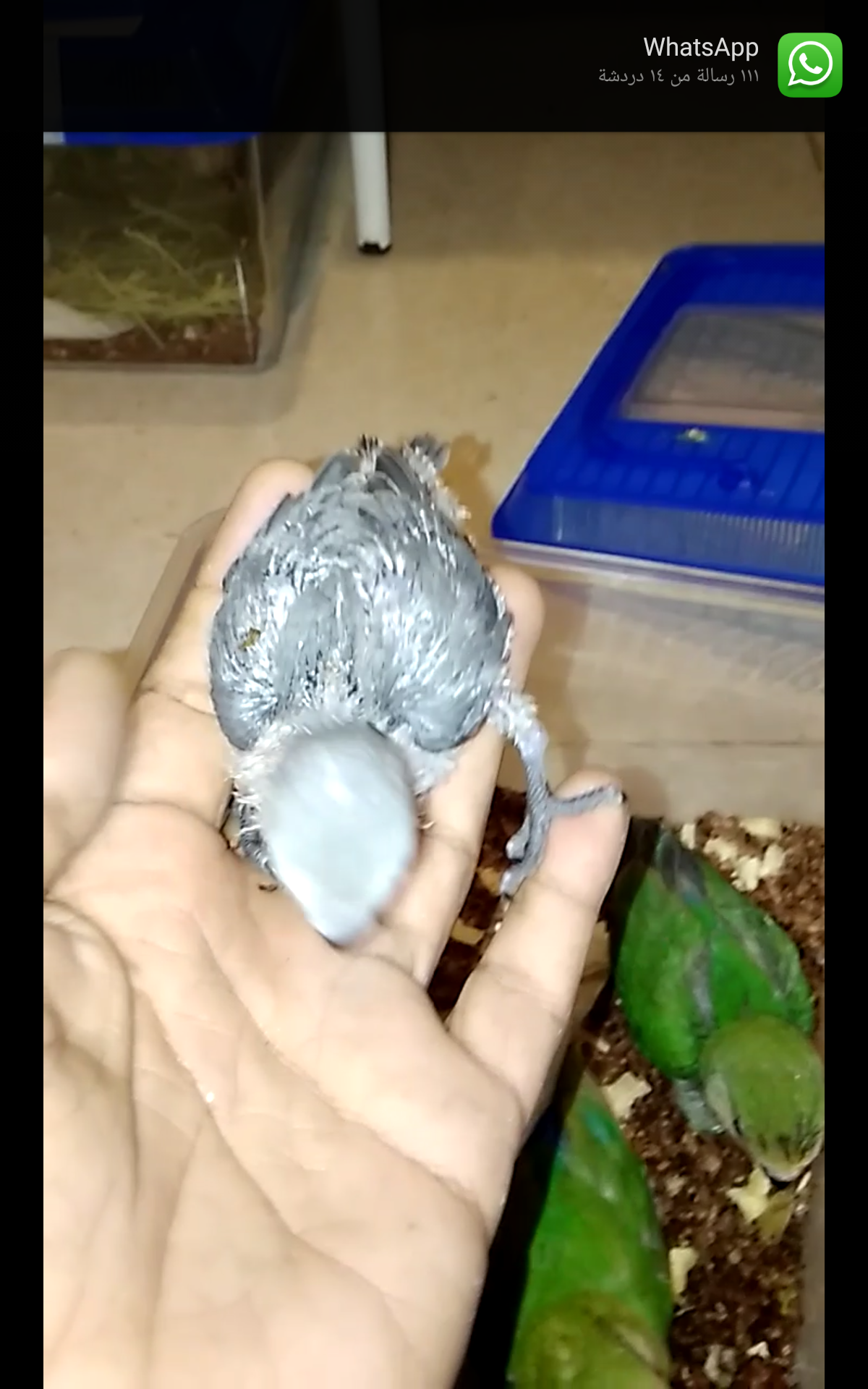 فروخ روز غر بالوان مختلفه
لا تنسَ أنك شاهدت هذا الإعلان في عنكبوت
للبيع فروخ روز اعمارهم من 2...