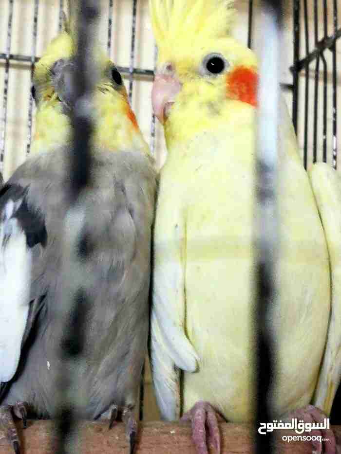 جوز كوكتيل للبيع مع 3فراخ ماشاء الله
لا تنسَ أنك شاهدت هذا الإعلان في عنكبوت
جوز كوكتيل للبي...