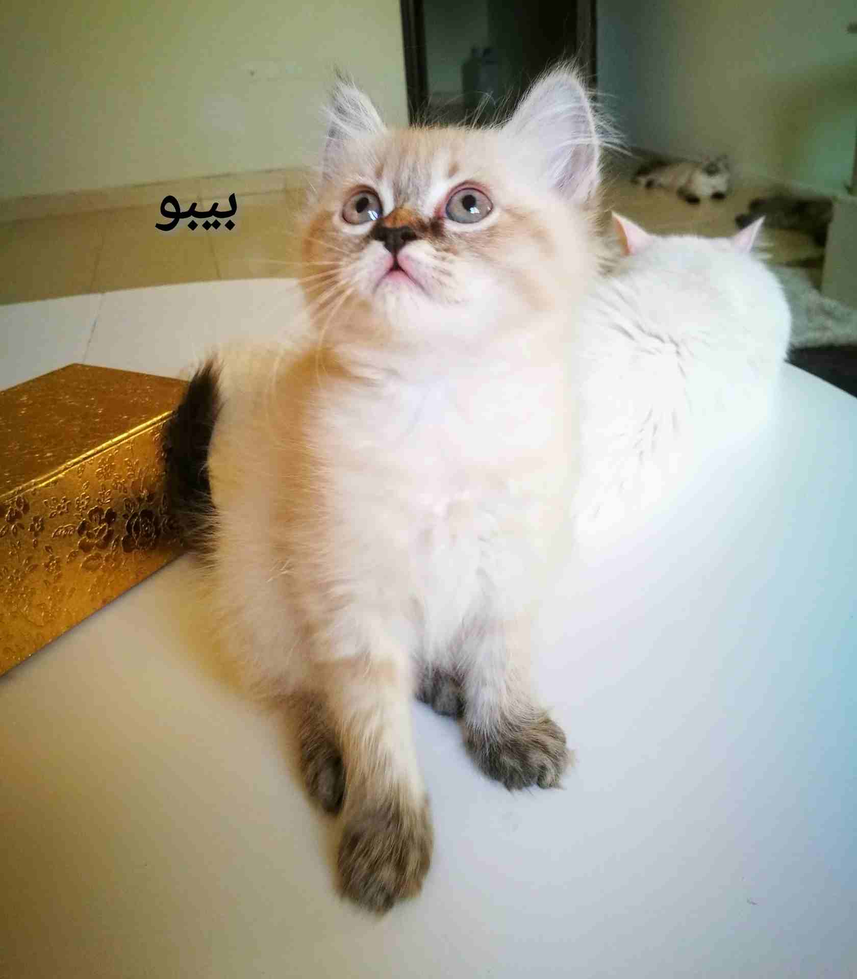 كيتنز هيمالايا شيرازي عمرهم شهرين
لا تنسَ أنك شاهدت هذا الإعلان في عنكبوت
سلام عليكم ورحمة الله
ك...