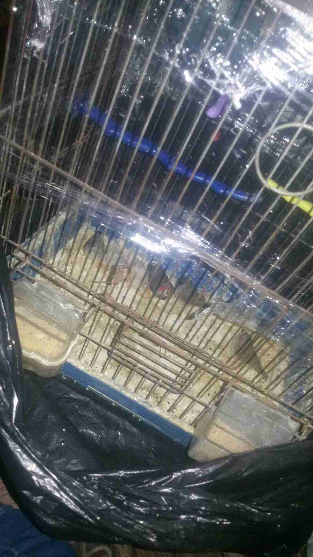 للبيع جوز جنه الفحل مقنبر عادي اطيرا هاف ورانج معهم 4 افراخ في فرخ مقنبر                                            


	 				لا تنسَ أنك شاهدت هذا الإعلان في عنكبوت...