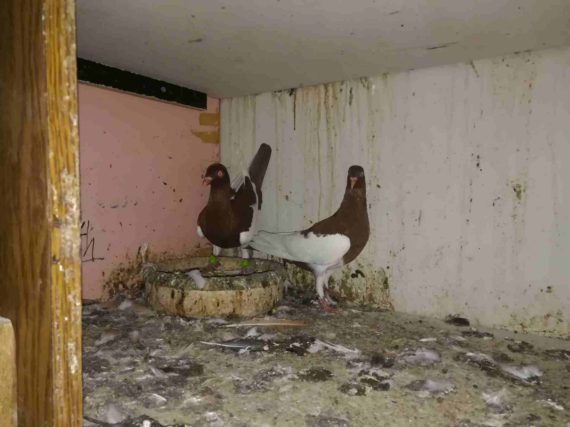حمام للبيع جواز شغاله نضيفه                                            


	 				لا تنسَ أنك شاهدت هذا الإعلان في عنكبوت            
	 				
                            حمام للبيع او للبدل على عصافي...