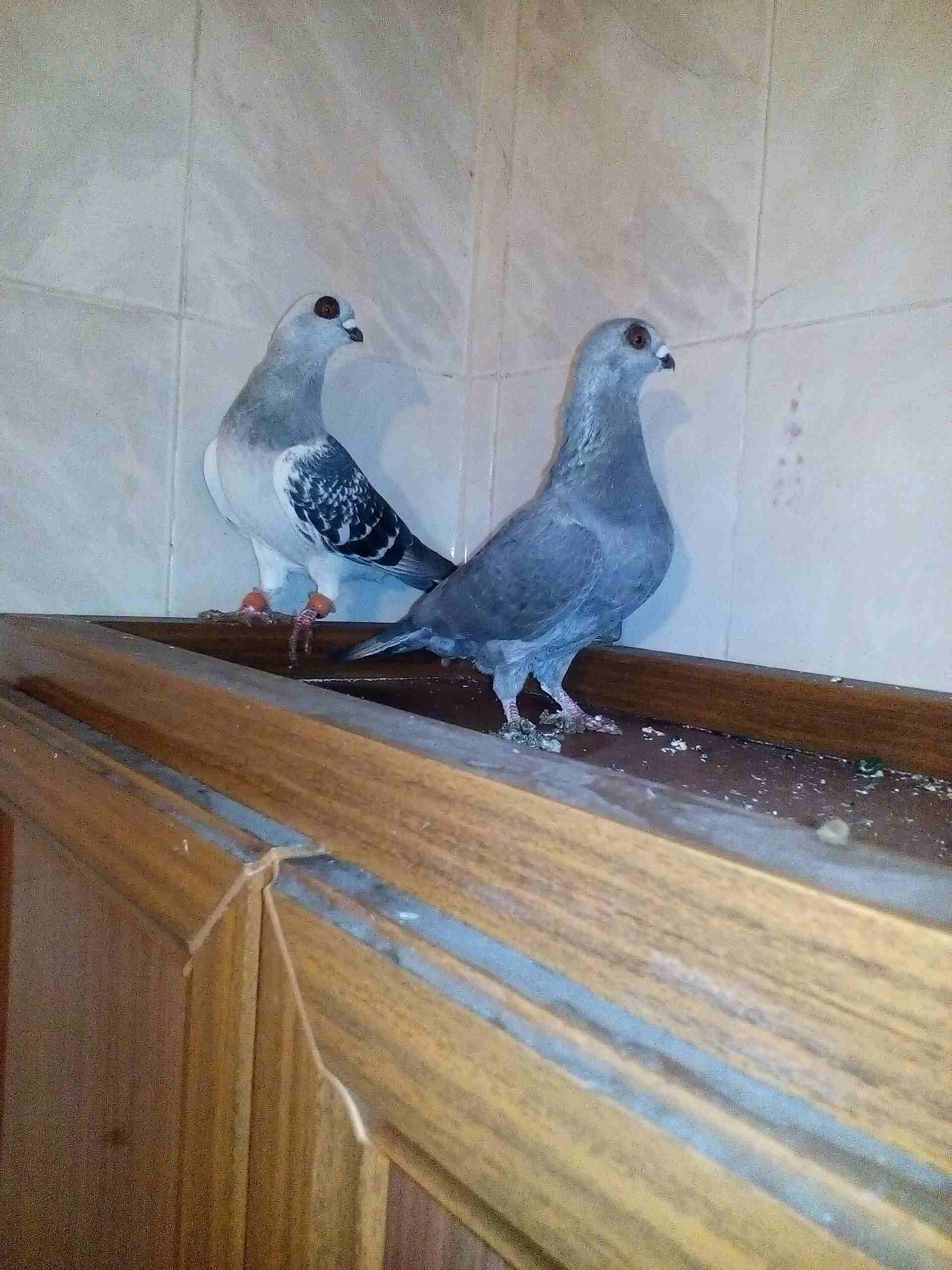 طبربور                                            


	 				لا تنسَ أنك شاهدت هذا الإعلان في عنكبوت            
	 				
                            حمام                        

	 				رقم المعلن :...