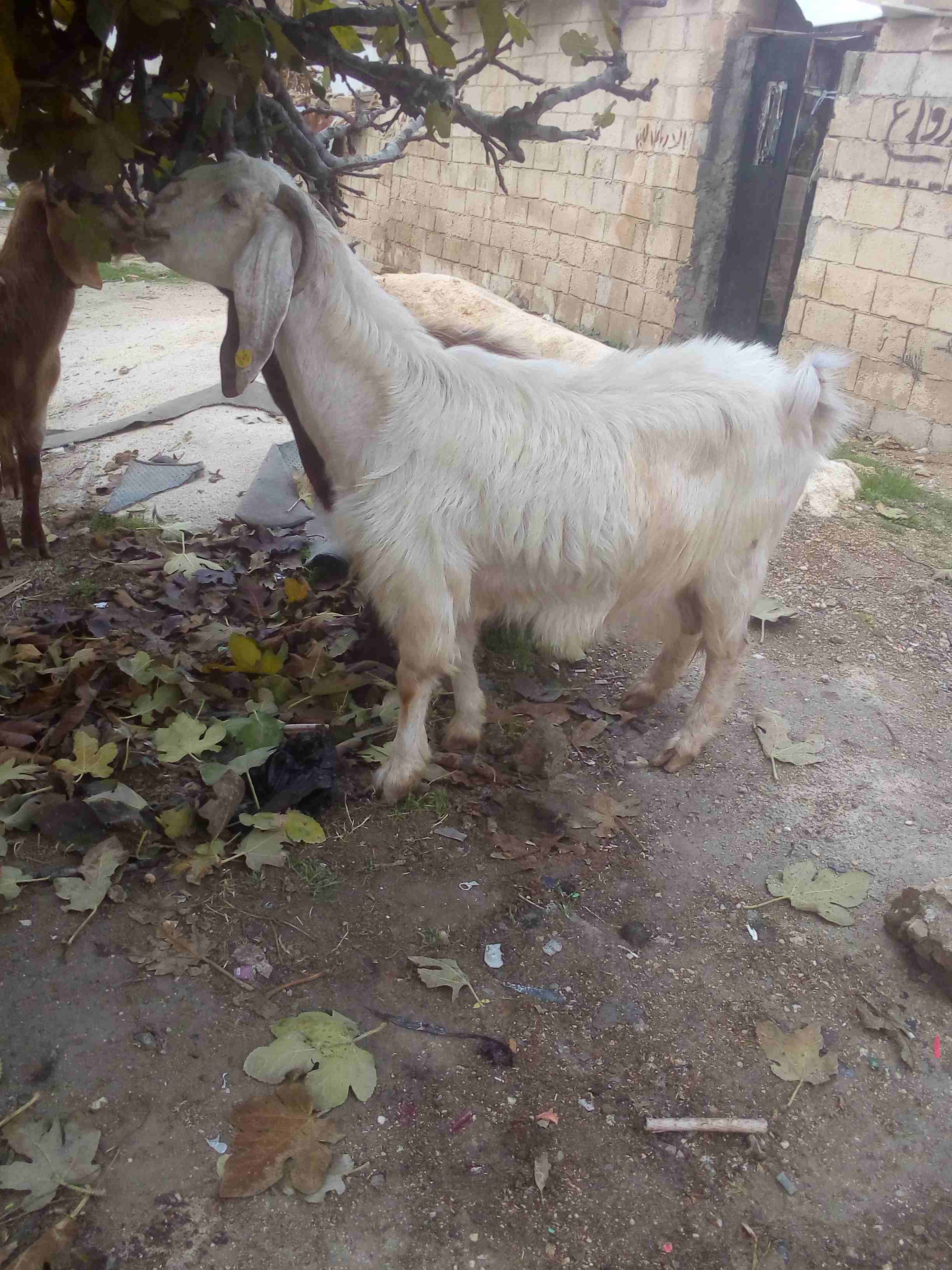 عنز على وجه ميلاد
لا تنسَ أنك شاهدت هذا الإعلان في عنكبوت
عنز درار على وجه ميلاد طول ومدى بصلاه ع...