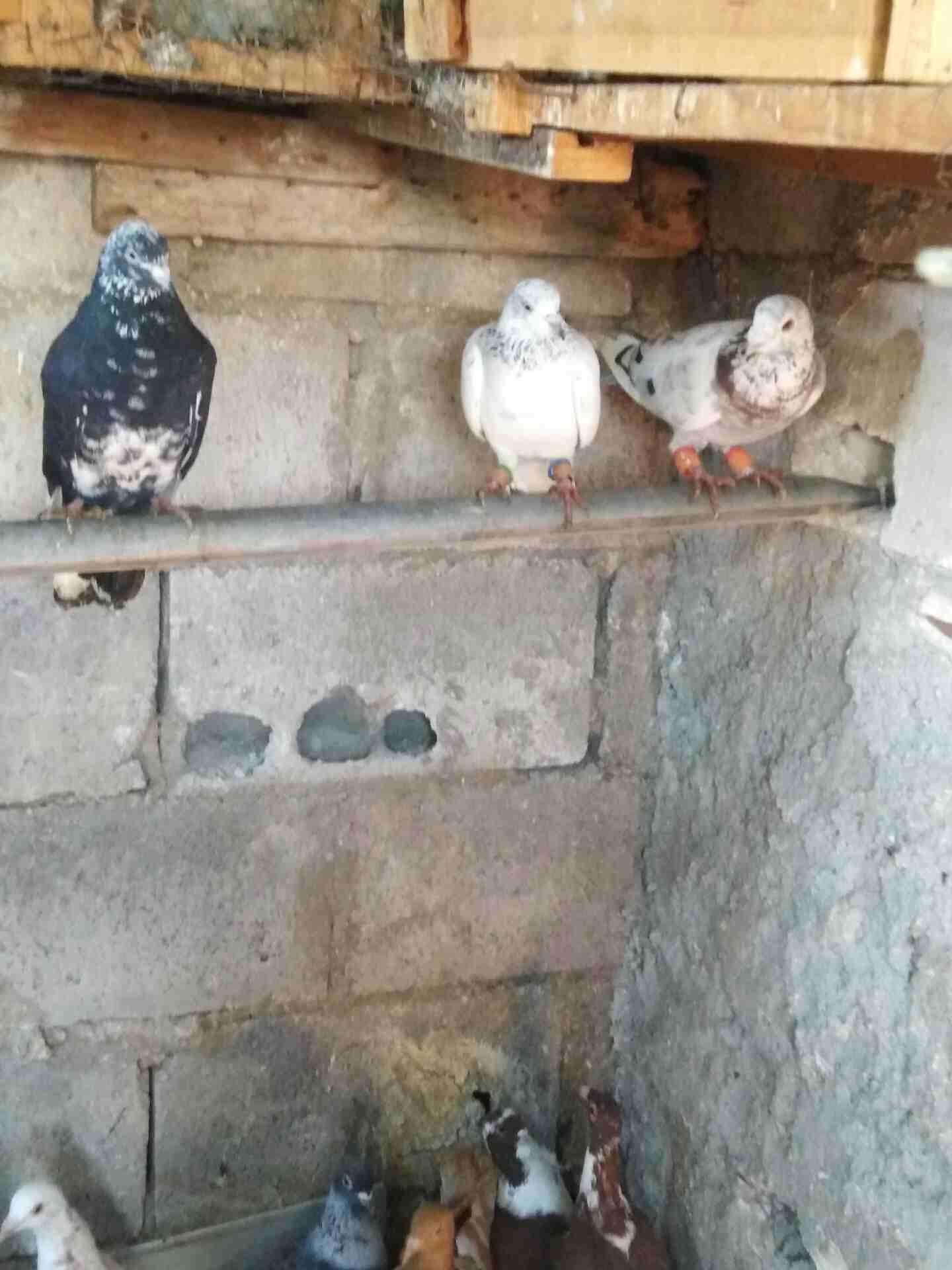افحول كش15 حبة للبيع بسع مغري                                            


	 				لا تنسَ أنك شاهدت هذا الإعلان في عنكبوت            
	 				
                            الطيور موضحة بالصور 
للاستف...